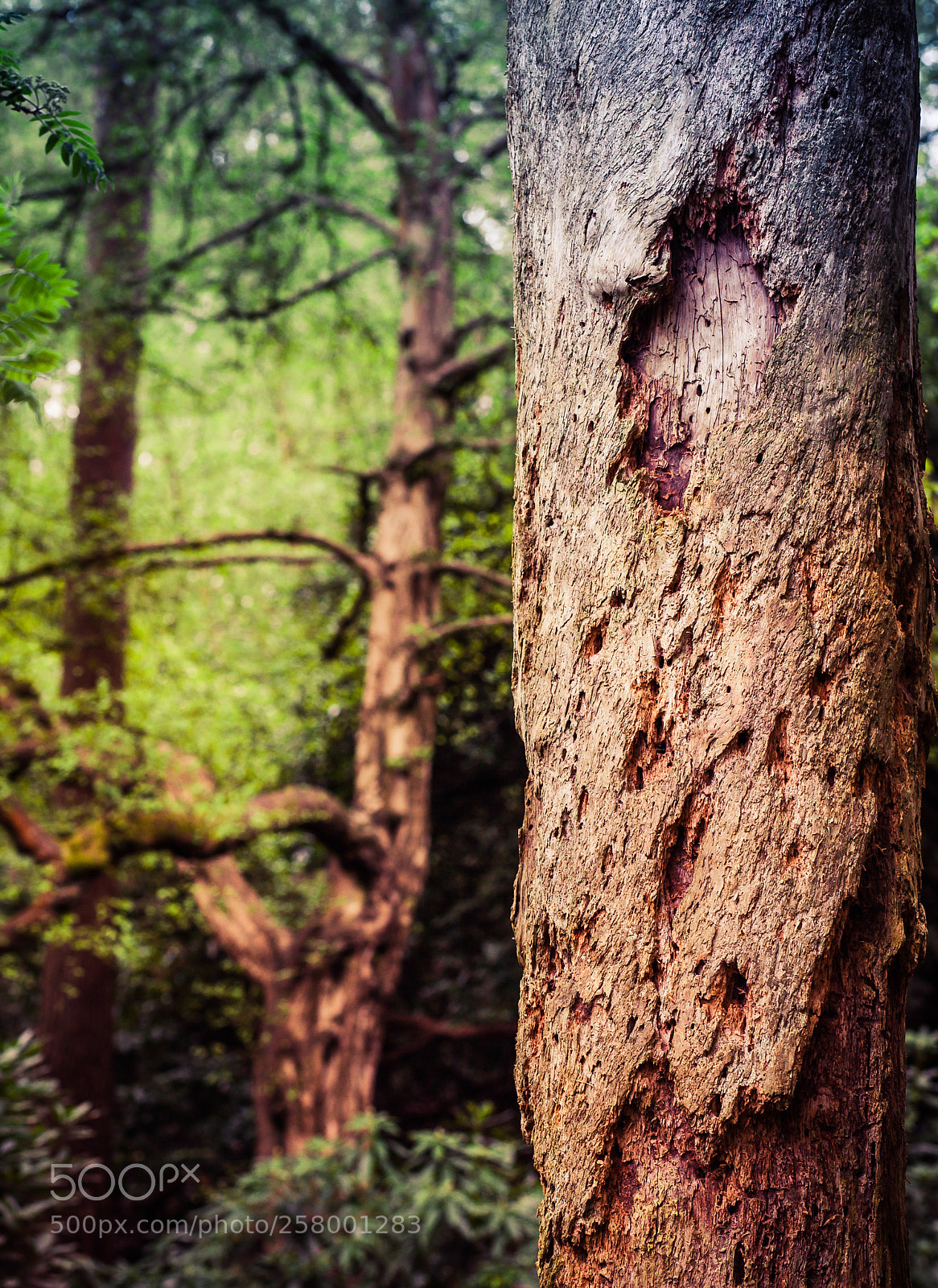 Canon EOS 5D sample photo. Decay photography