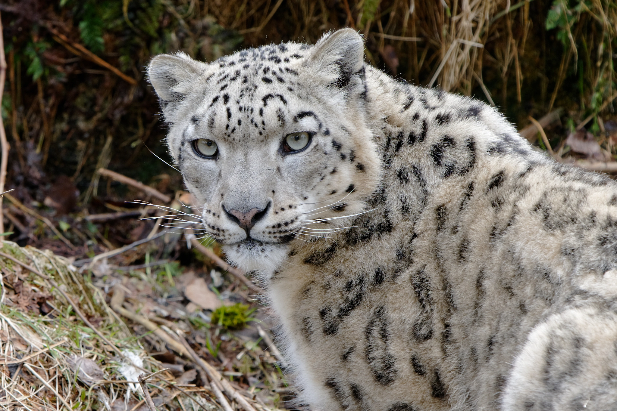 Sony a7R III sample photo. Panthera uncia @ Ähtäri zoo photography