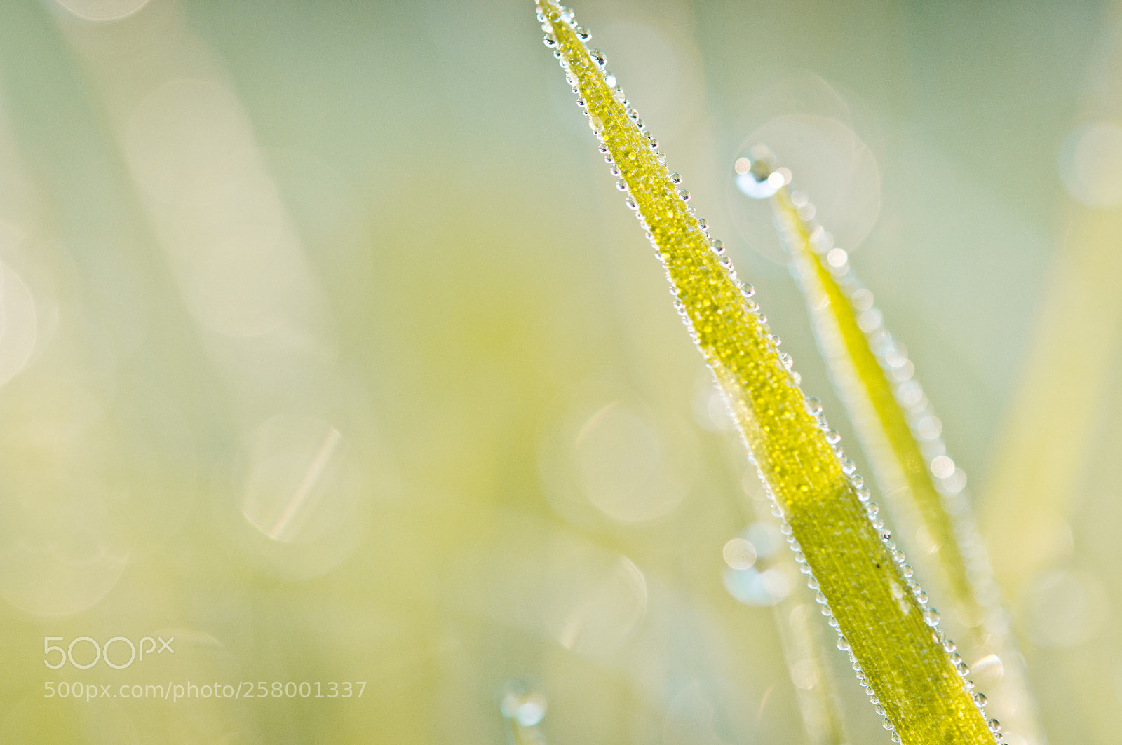 Nikon D300S sample photo. Drops on a grass photography