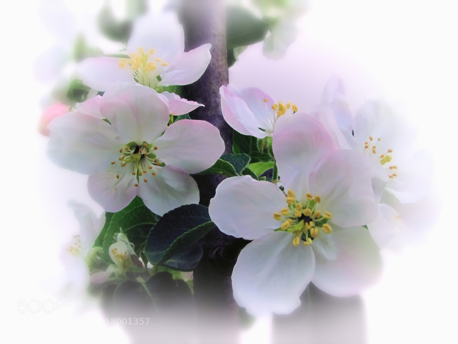 Canon PowerShot SX20 IS sample photo. Pink apple tree blossom photography