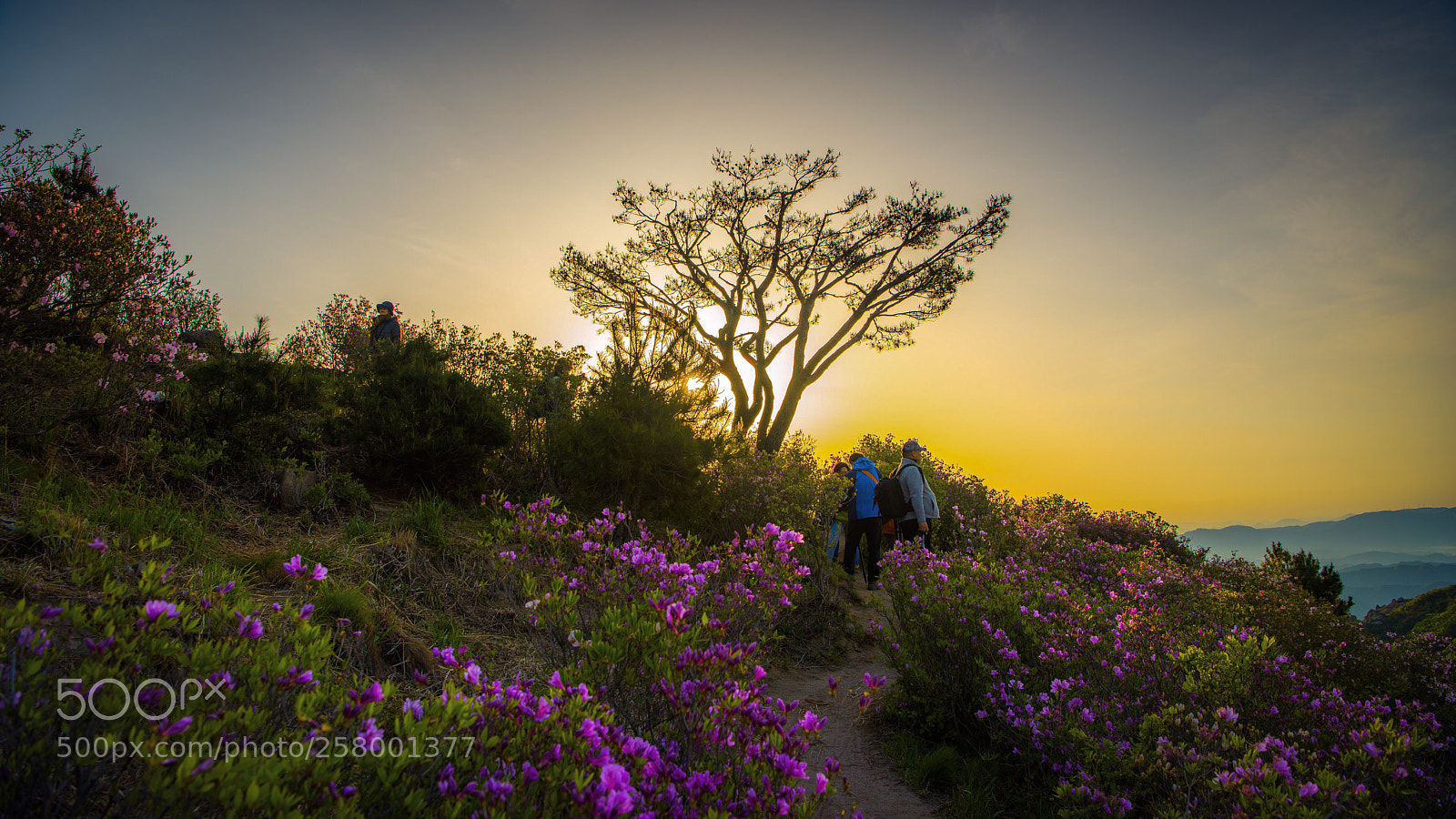 Nikon D810 sample photo. The landscape seen from photography