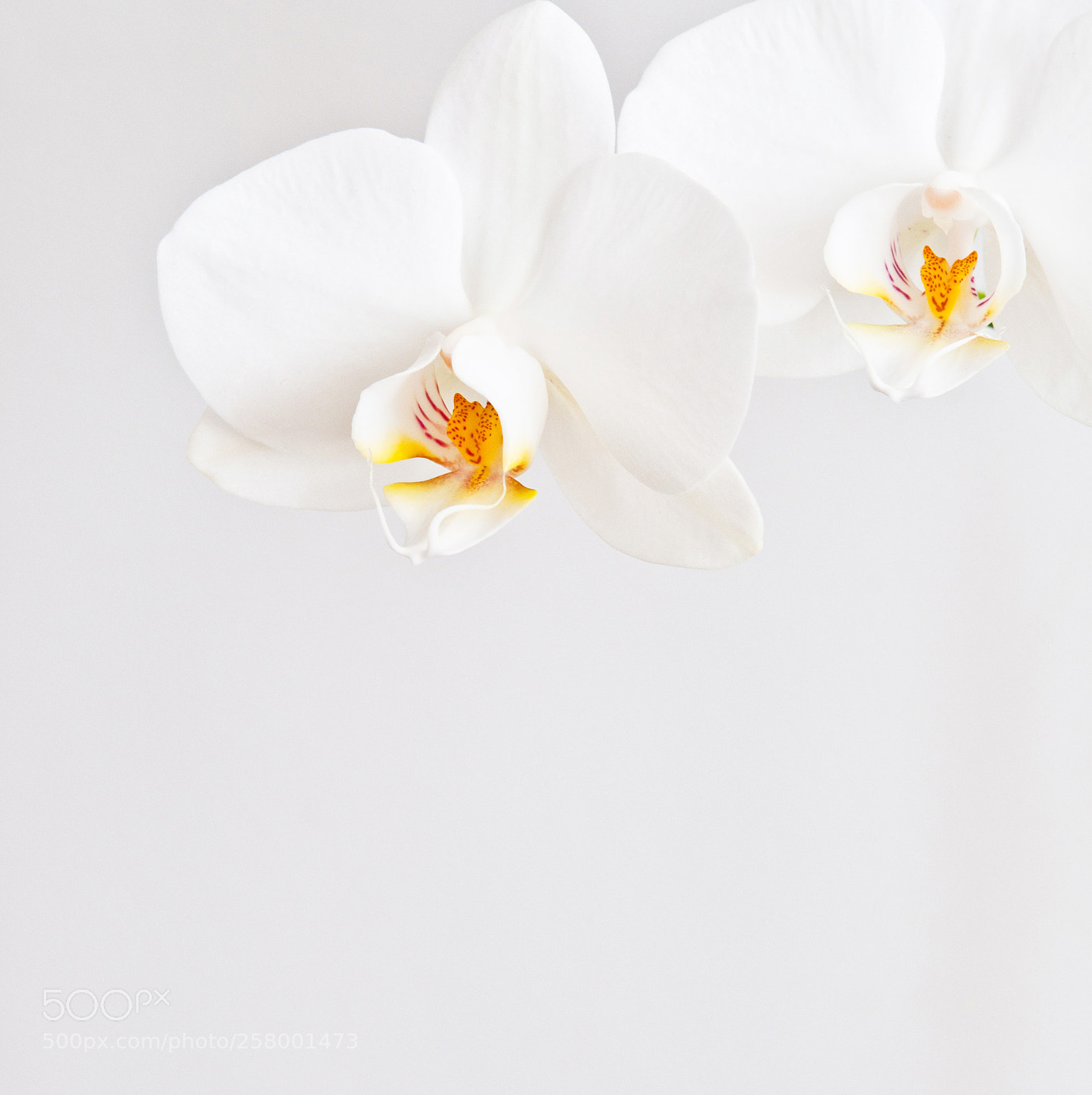 Nikon D300S sample photo. Orchid flowers photography