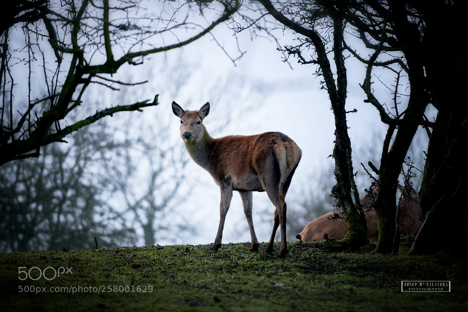 Nikon D800 sample photo. Deer in cotswolds (england) photography
