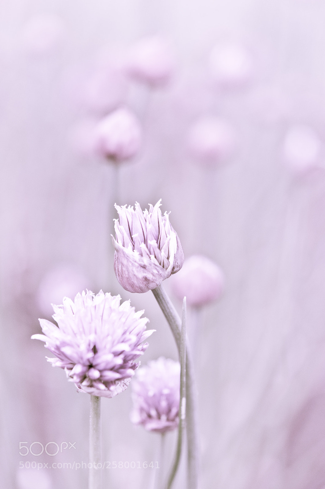 Nikon D300S sample photo. Garlic flowers photography