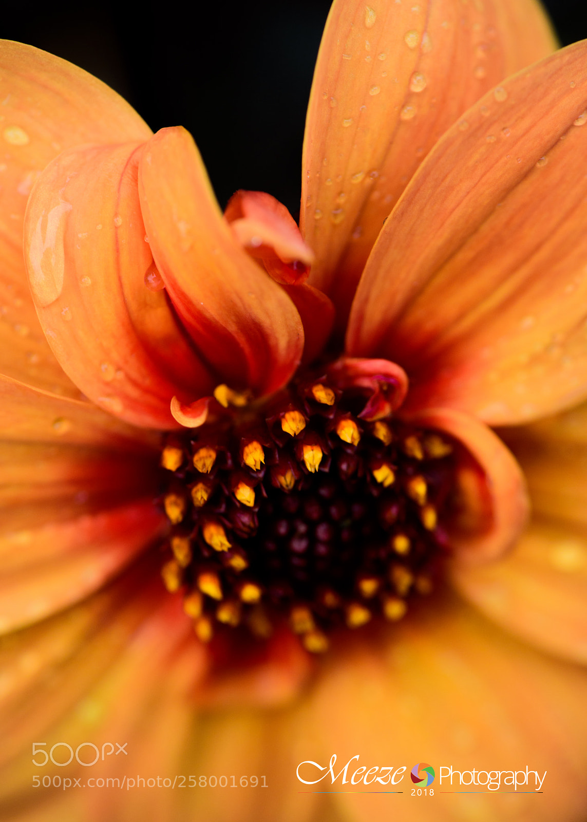Nikon D750 sample photo. Humble photography