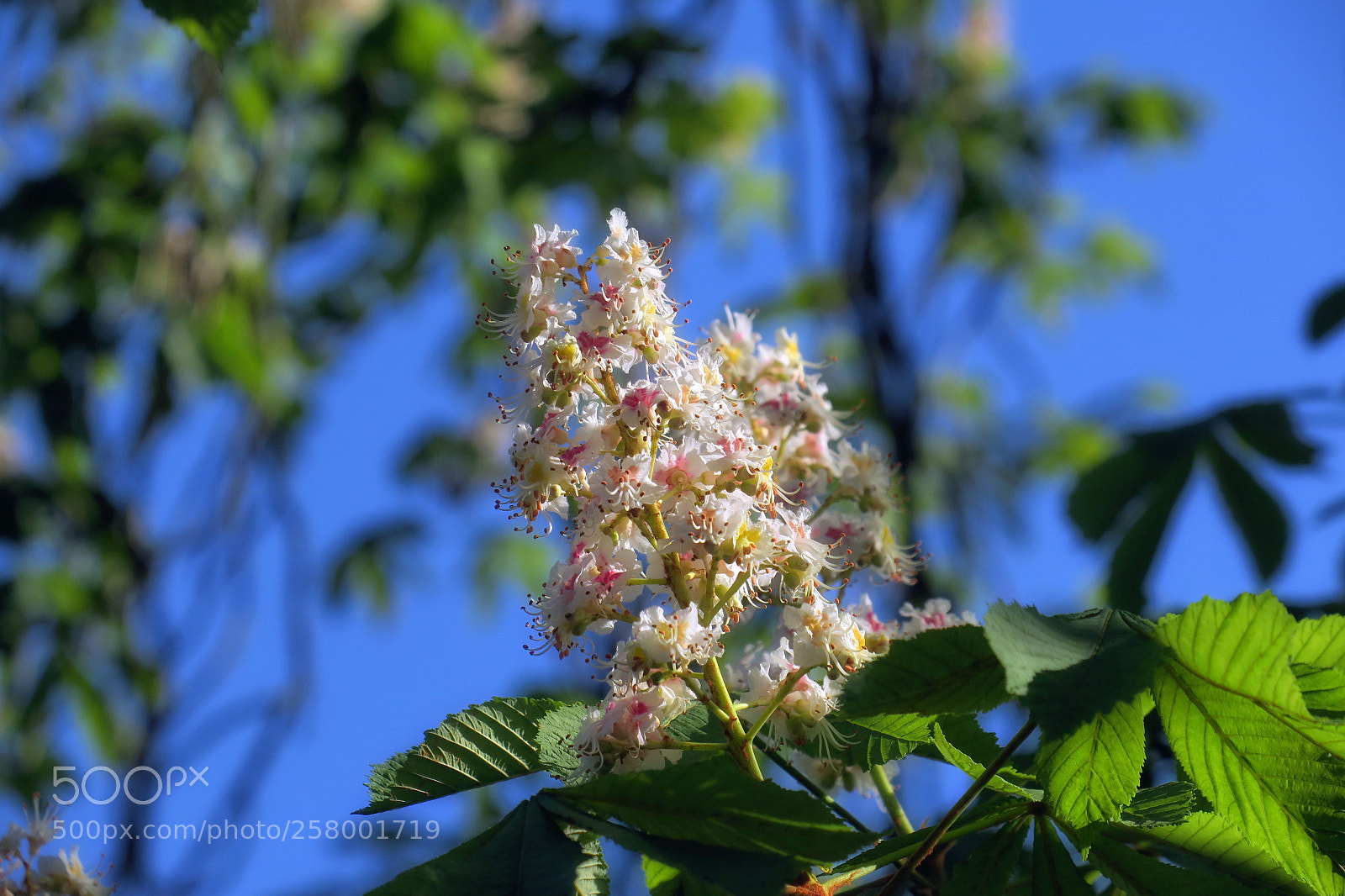 Canon PowerShot G3 X sample photo. Jpg photography