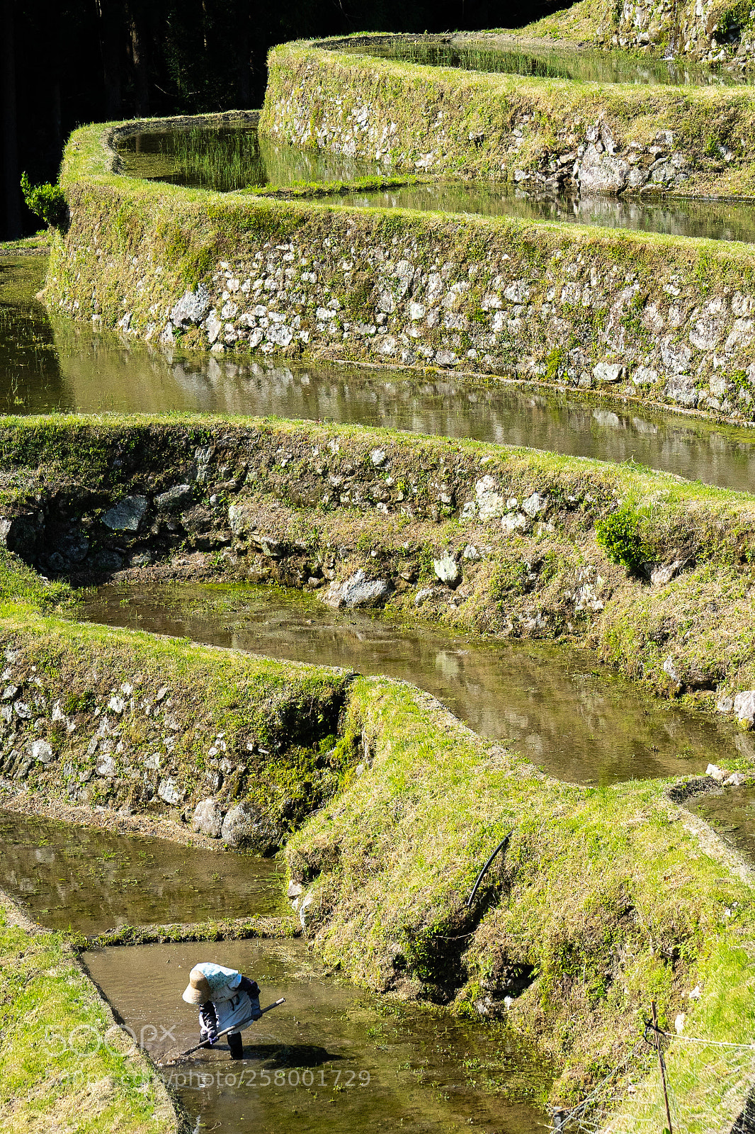 Sony a7 II sample photo. Rice terrace photography