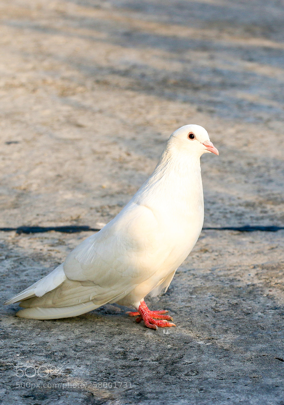 Canon EOS 70D sample photo. Img photography
