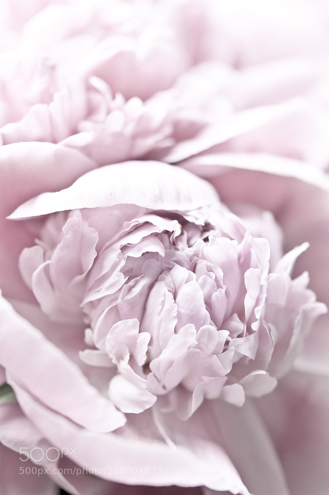 Nikon D300S sample photo. Peony photography