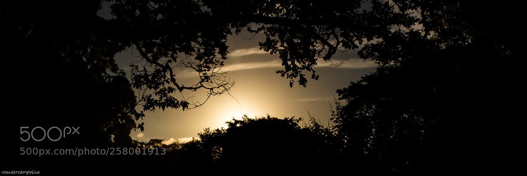 Canon EOS 700D (EOS Rebel T5i / EOS Kiss X7i) sample photo. Through the trees photography