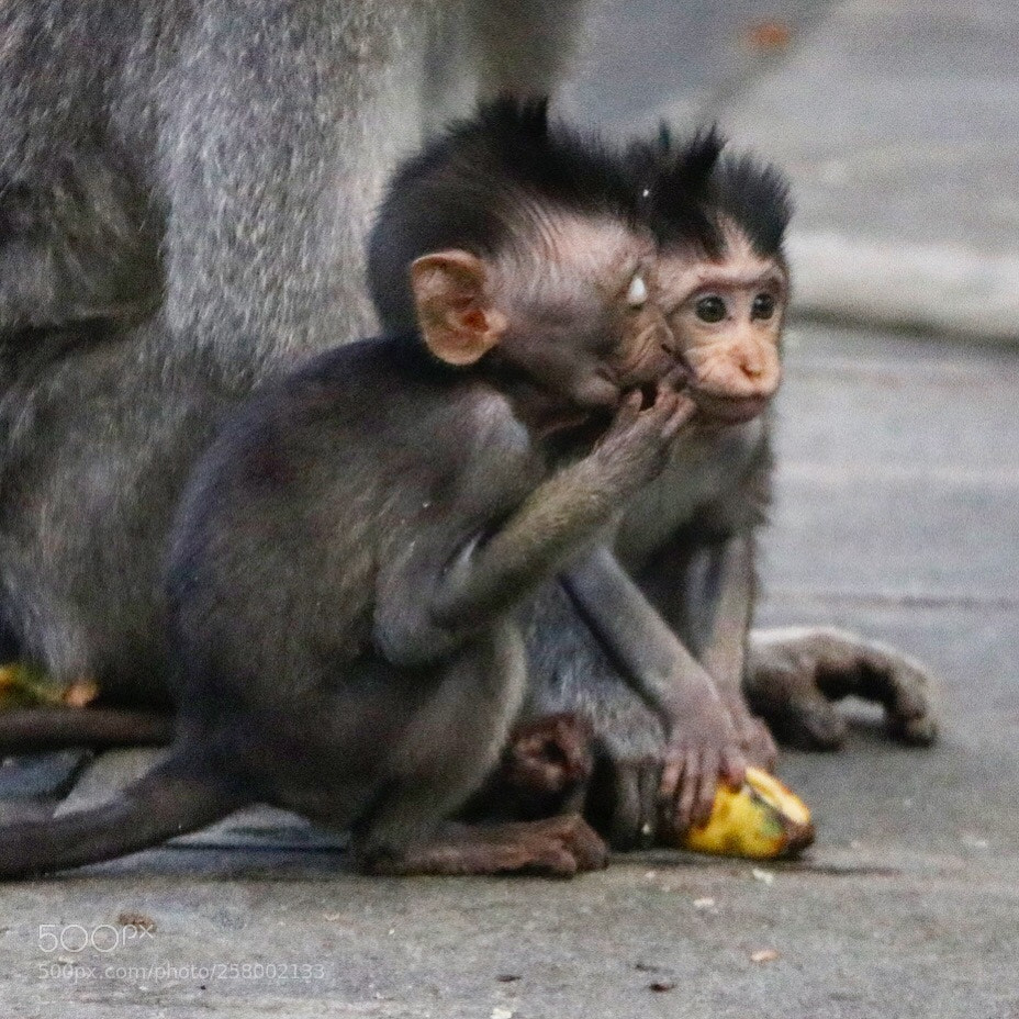 Canon EOS 80D sample photo. Monkey business photography