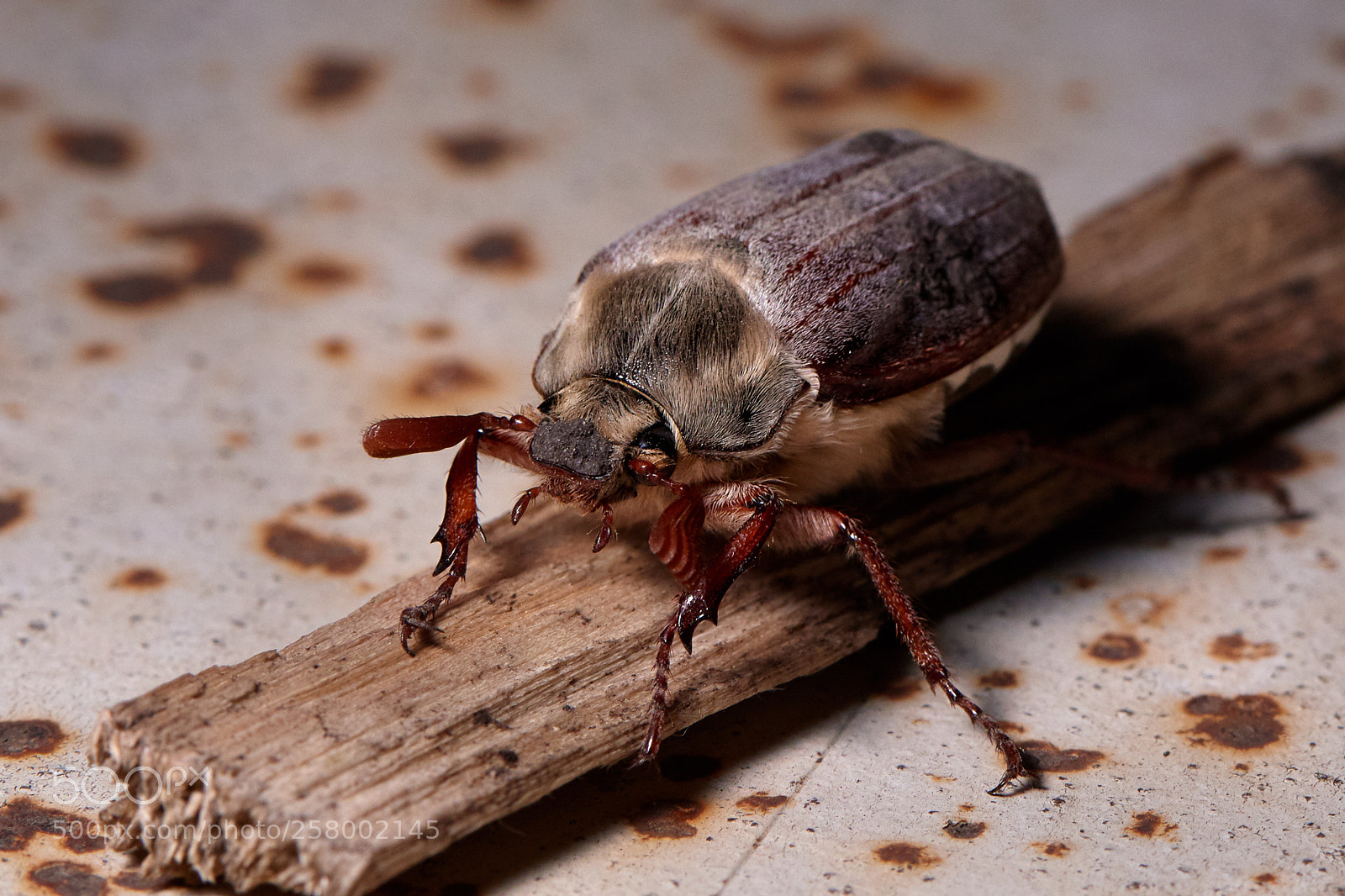 Nikon D750 sample photo. Melolonthinae photography