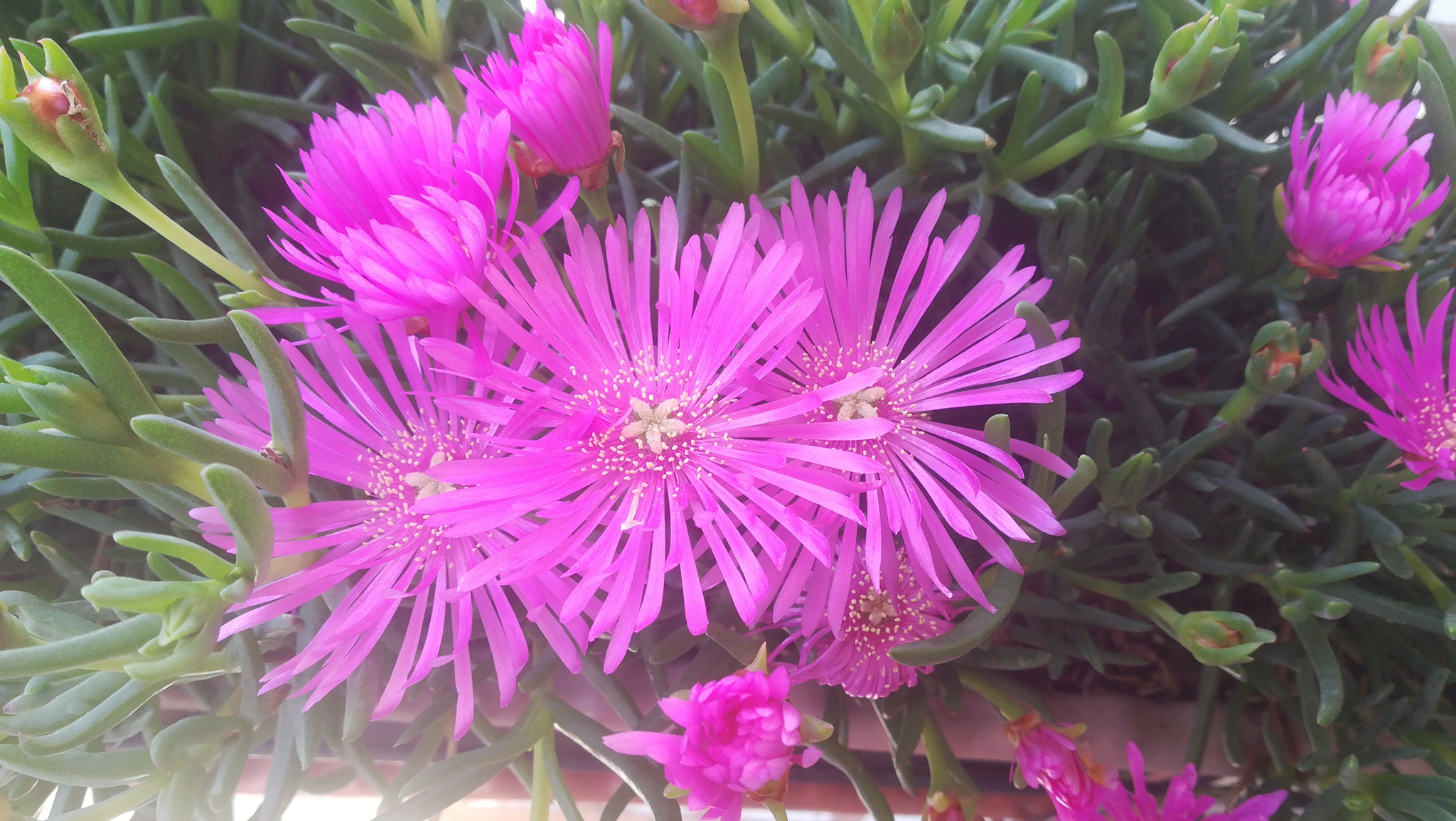 HUAWEI P8 lite 2017 sample photo. Pink flower photography
