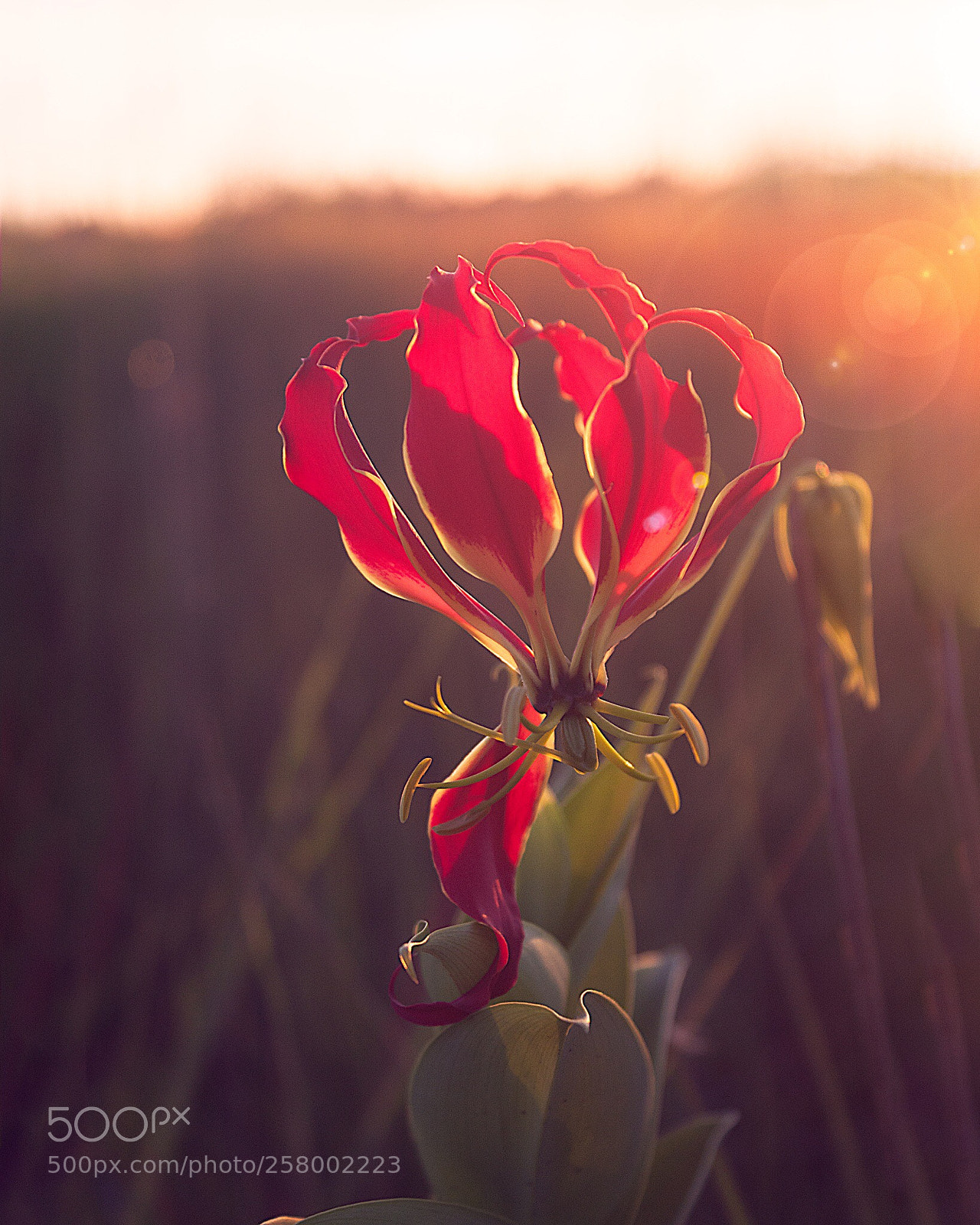 Canon EOS 500D (EOS Rebel T1i / EOS Kiss X3) sample photo. Flame lily photography