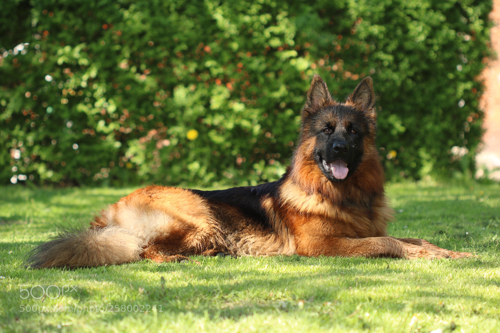Canon EOS 760D (EOS Rebel T6s / EOS 8000D) sample photo. My beautiful dog  photography