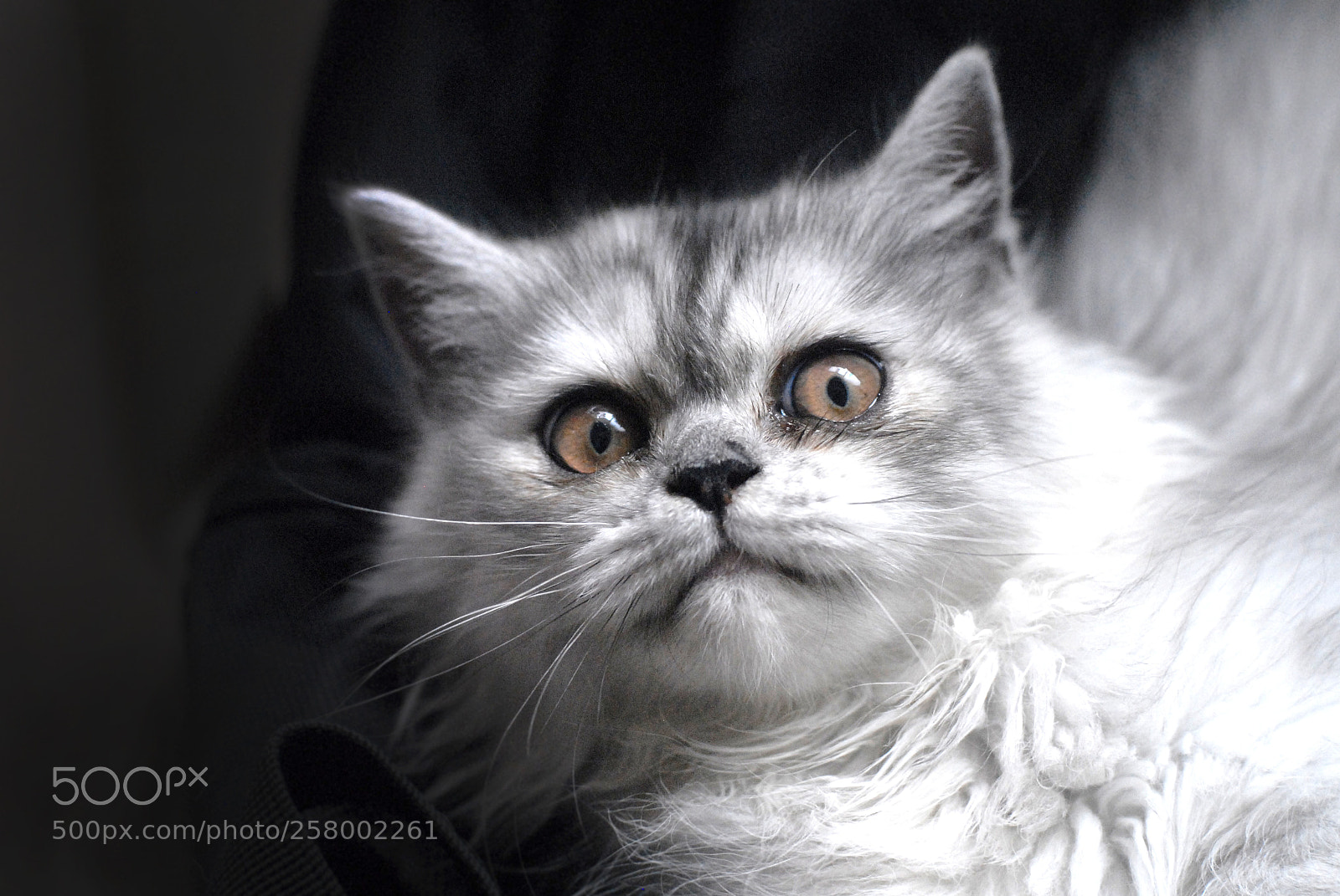 Nikon D200 sample photo. Surprised photography