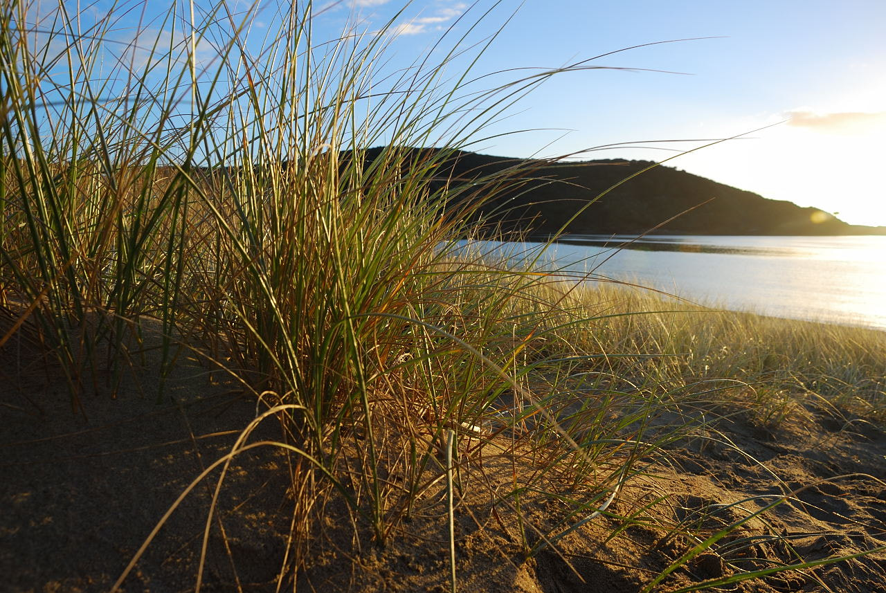 Nikon D80 sample photo. Tussock grass at dawn photography