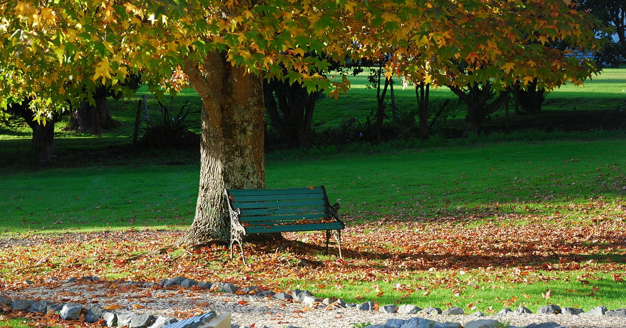 Nikon D80 sample photo. Park bench and place of tranquility photography