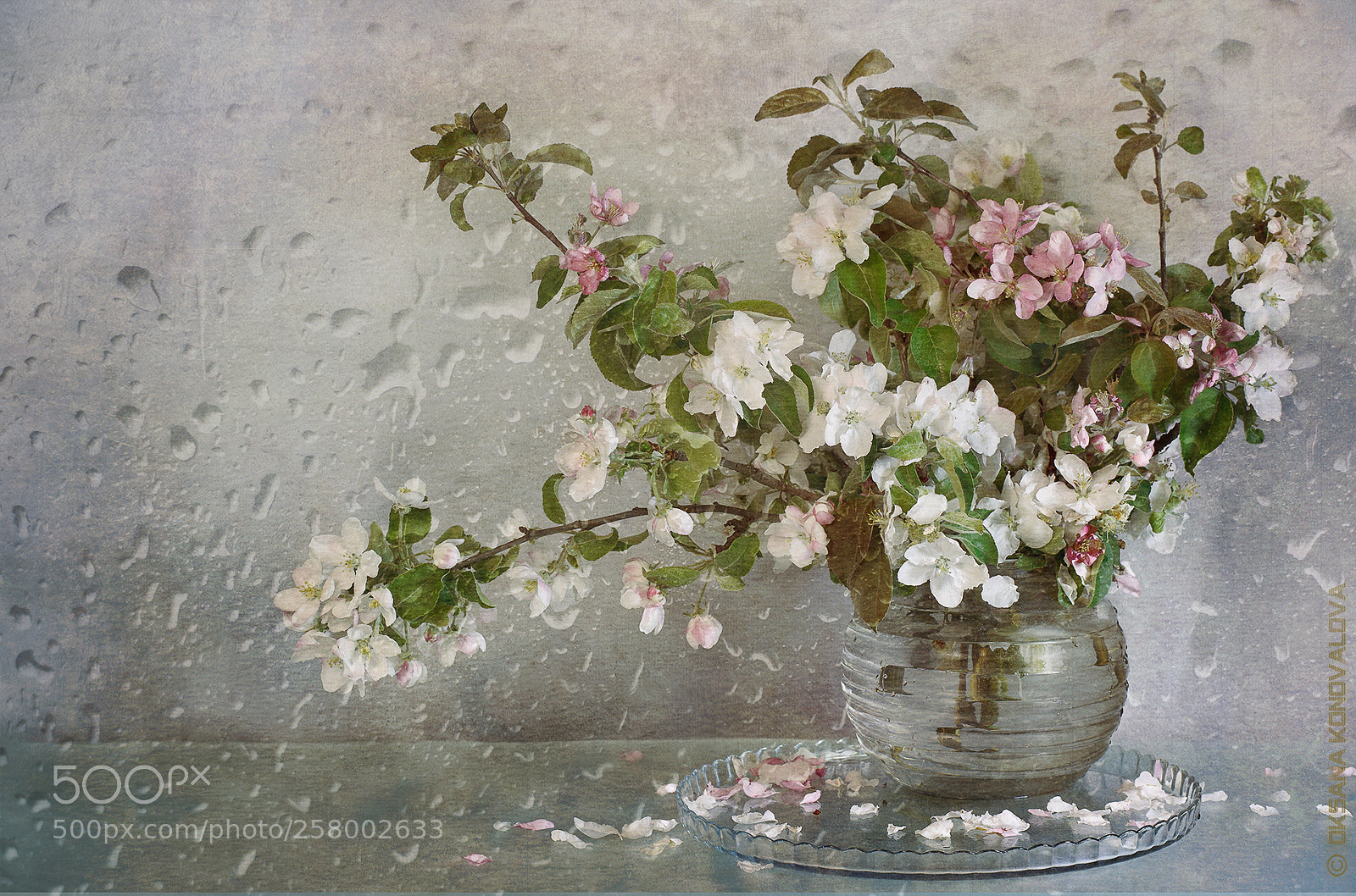 Canon EOS 5D Mark II sample photo. Apple trees in bloom photography