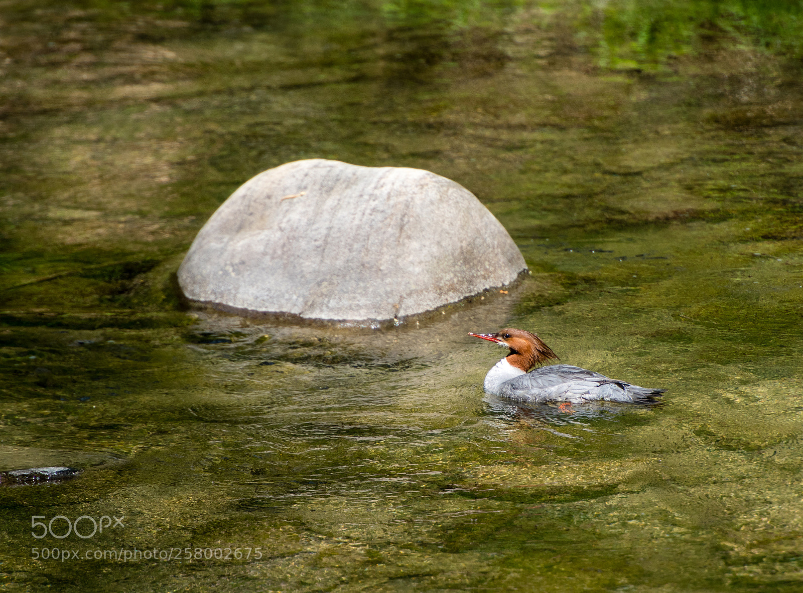 Nikon D750 sample photo. Red-breasted merganser photography