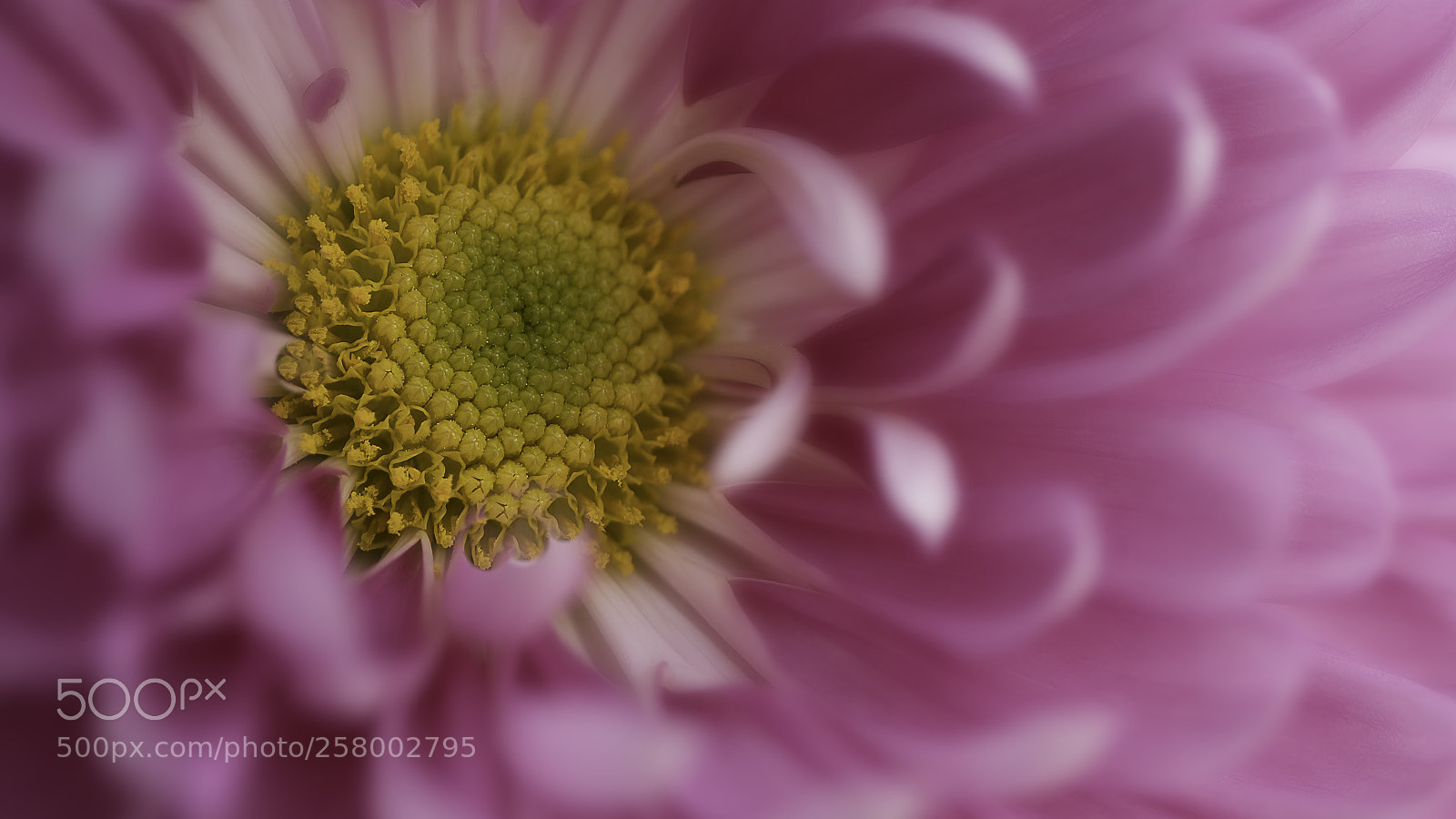 Nikon D810 sample photo. Redflower photography