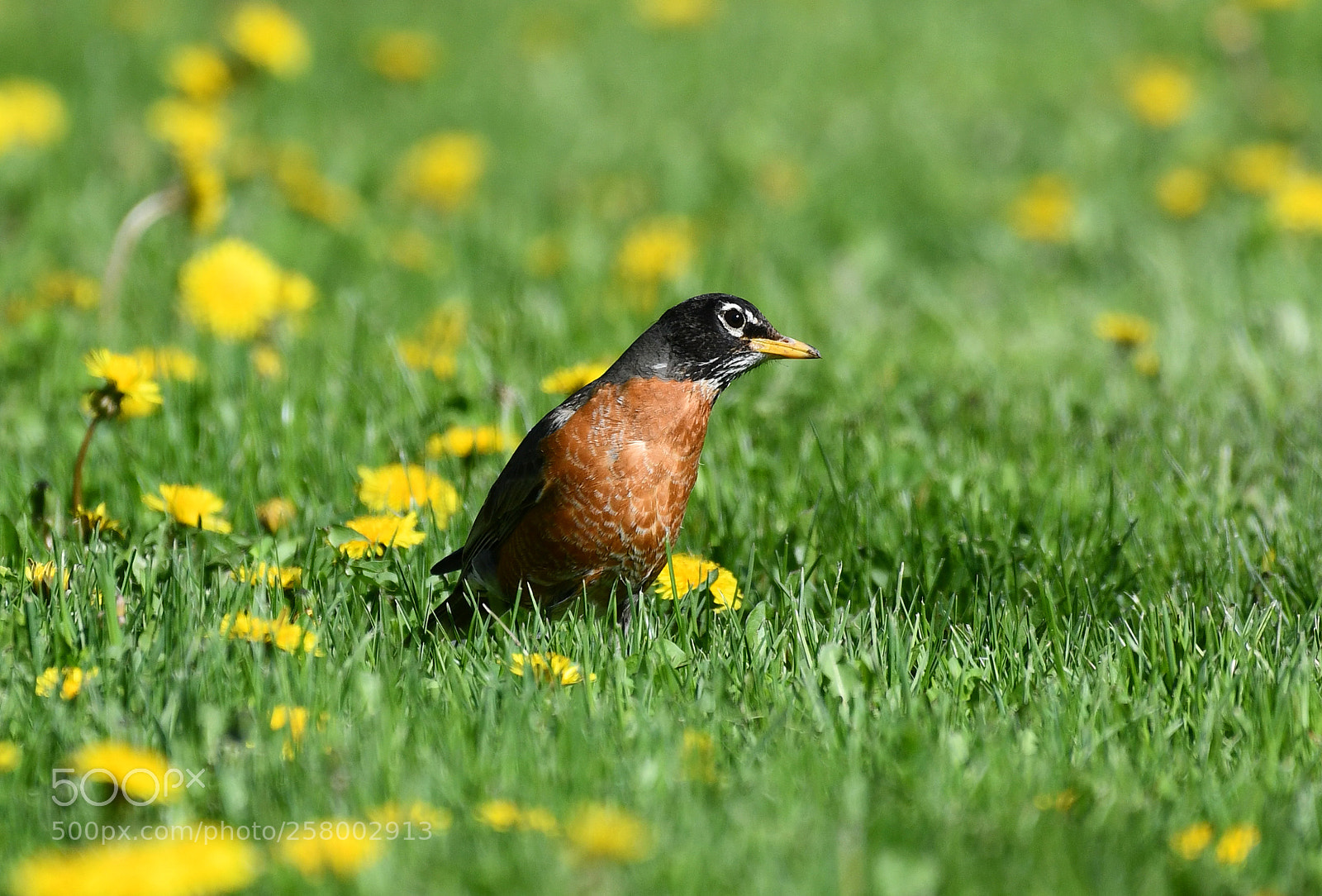 Nikon D850 sample photo. Enjoying spring photography