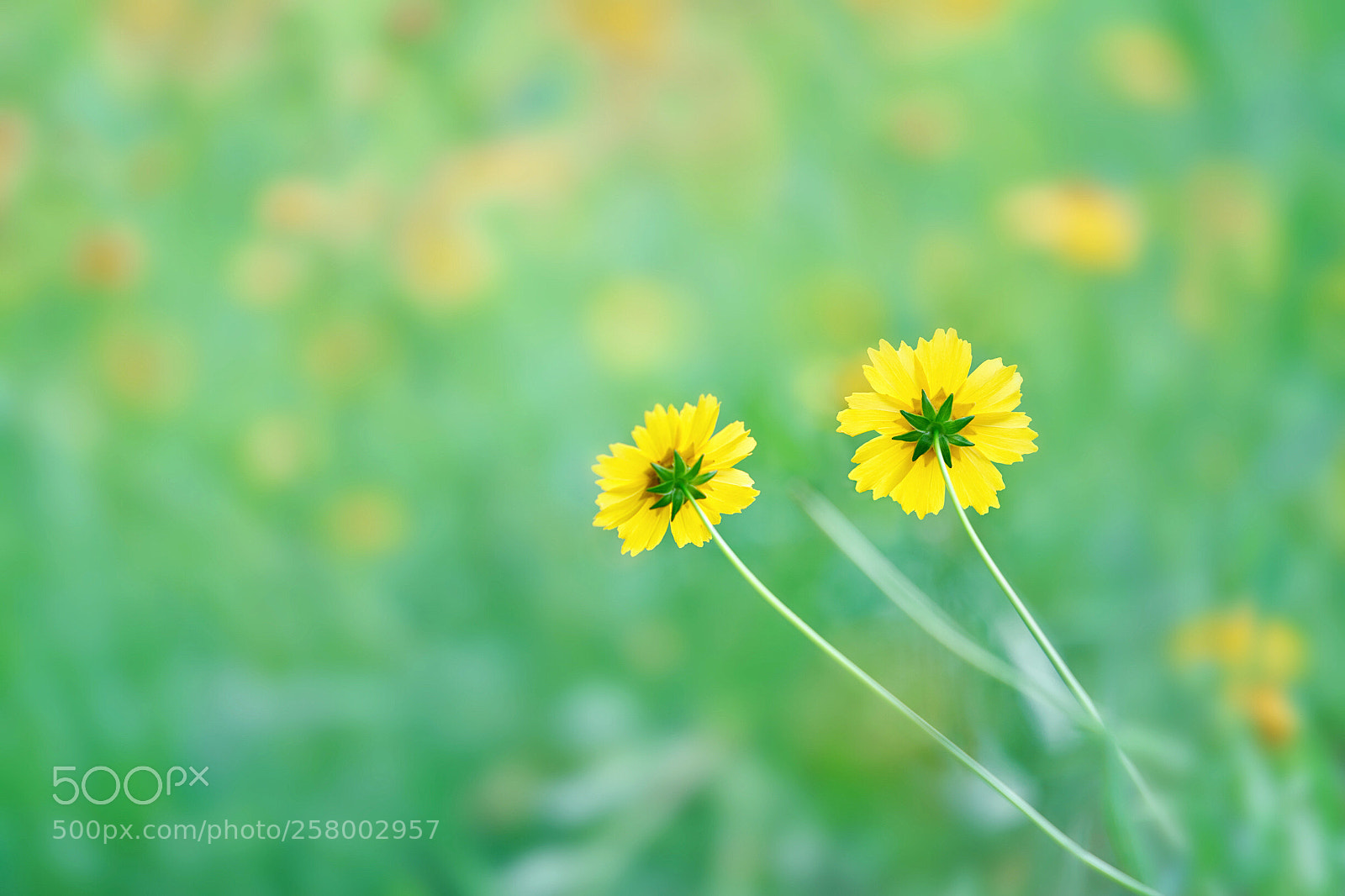 Sony a7R II sample photo. Untitled photography