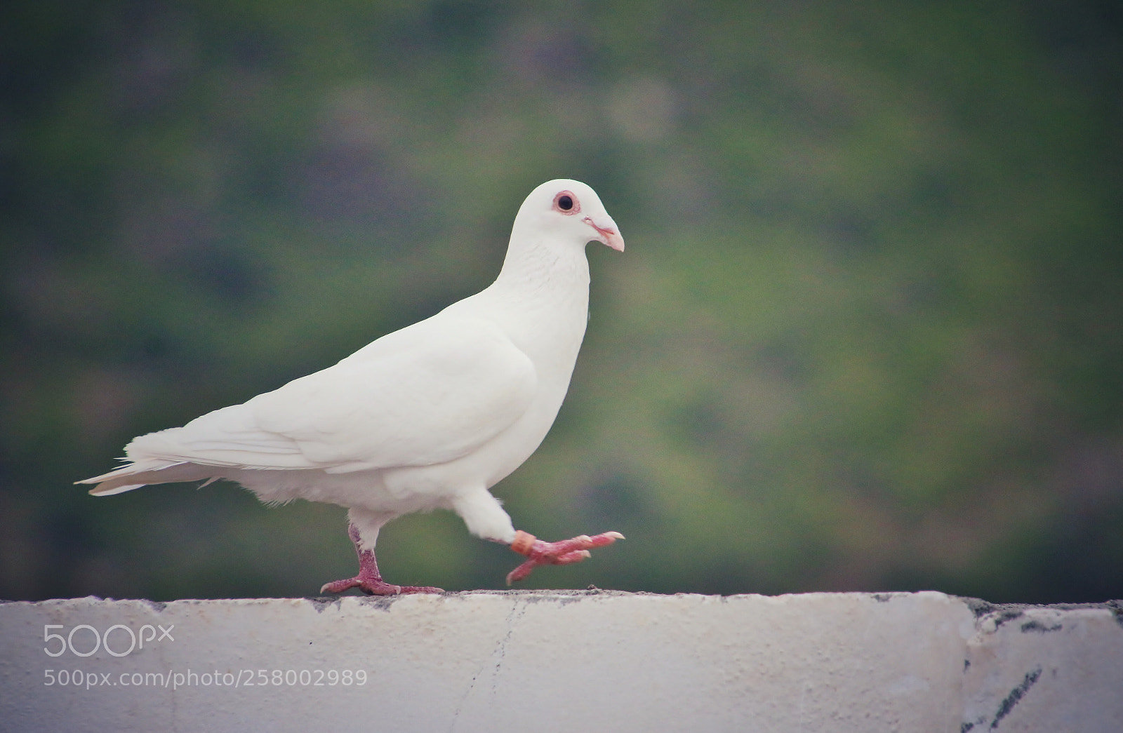 Canon EOS 70D sample photo. Untitled photography