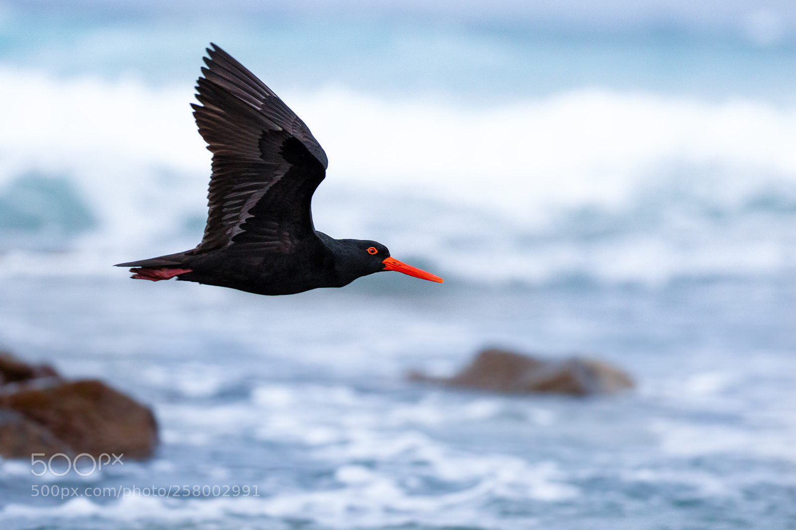 Canon EOS 7D Mark II sample photo. Sooty oystercatcher in flight photography