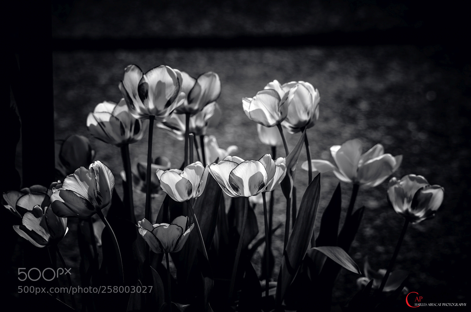 Pentax K-1 sample photo. Tulipes photography