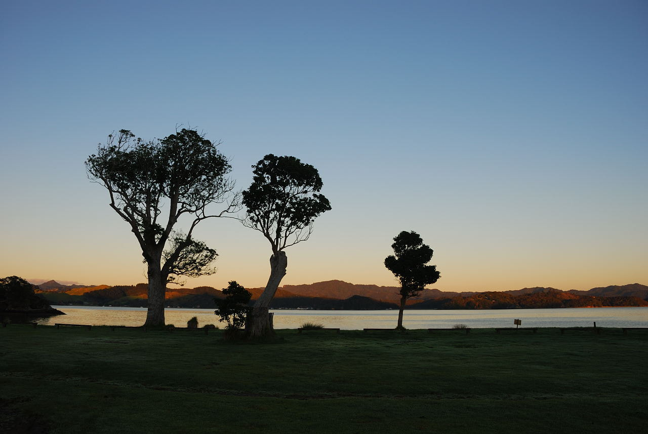 Nikon D80 sample photo. Puriri trees at sunrise photography
