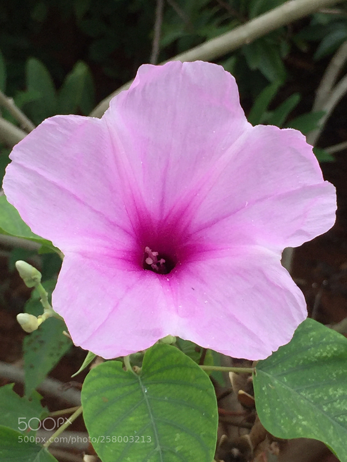 Apple iPhone 6 sample photo. Flor photography