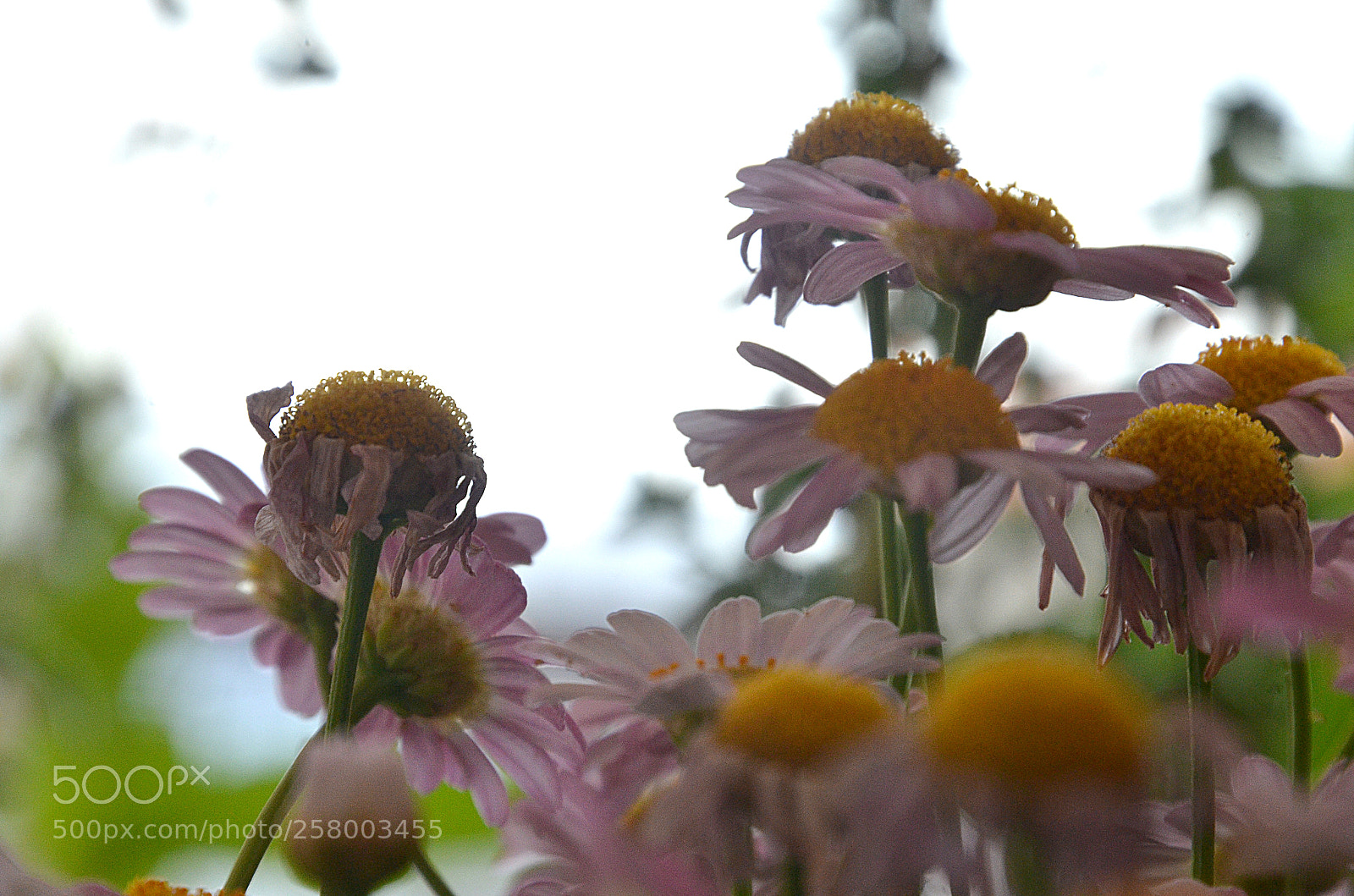 Nikon D7000 sample photo. Floral hair.. photography