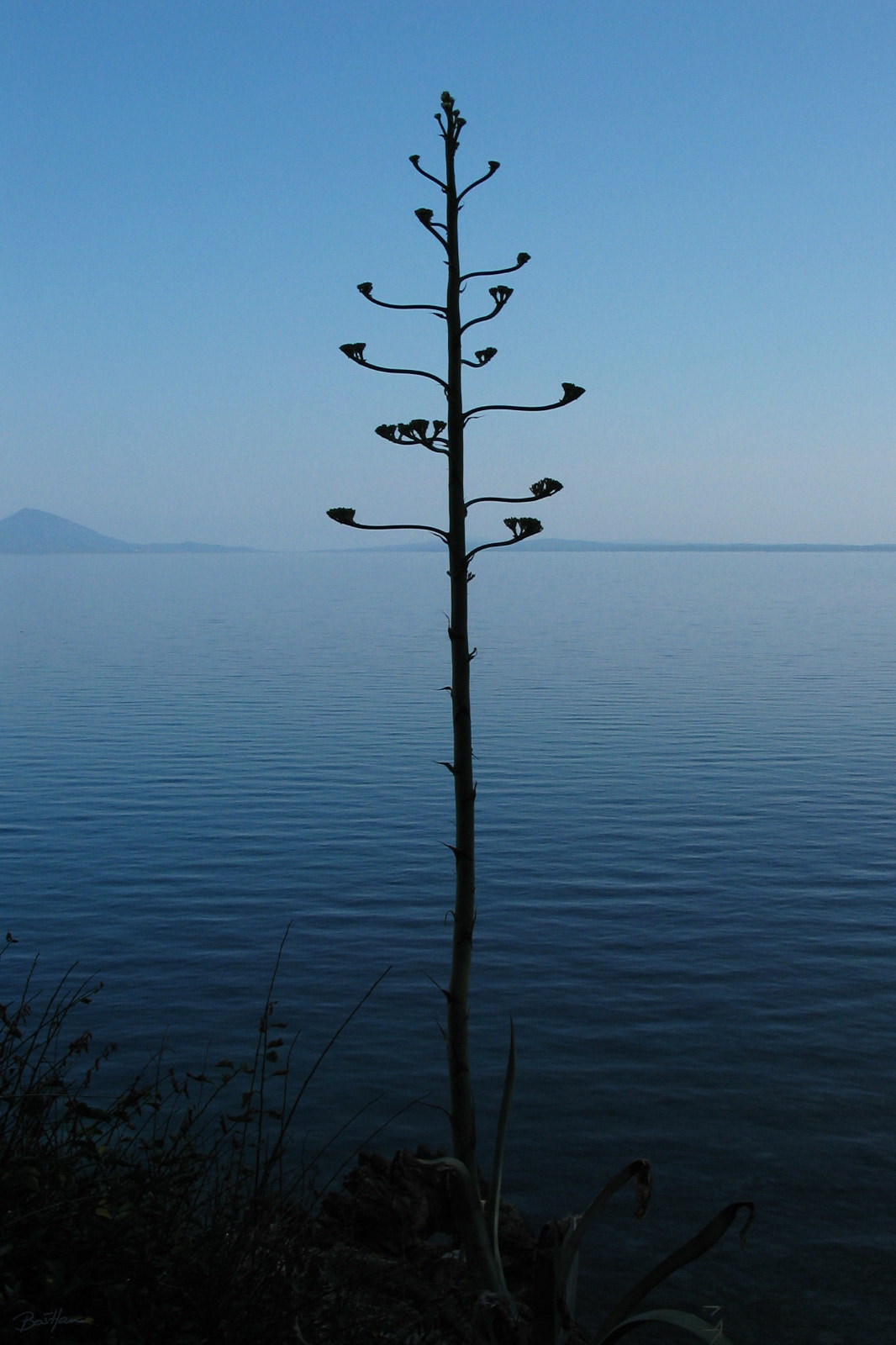 Canon POWERSHOT G3 sample photo. Agava photography