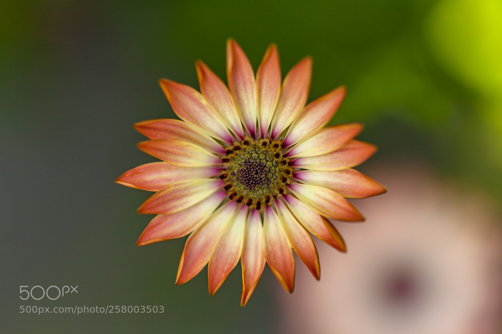 Canon EOS 5D Mark II sample photo. A cool color flower... photography