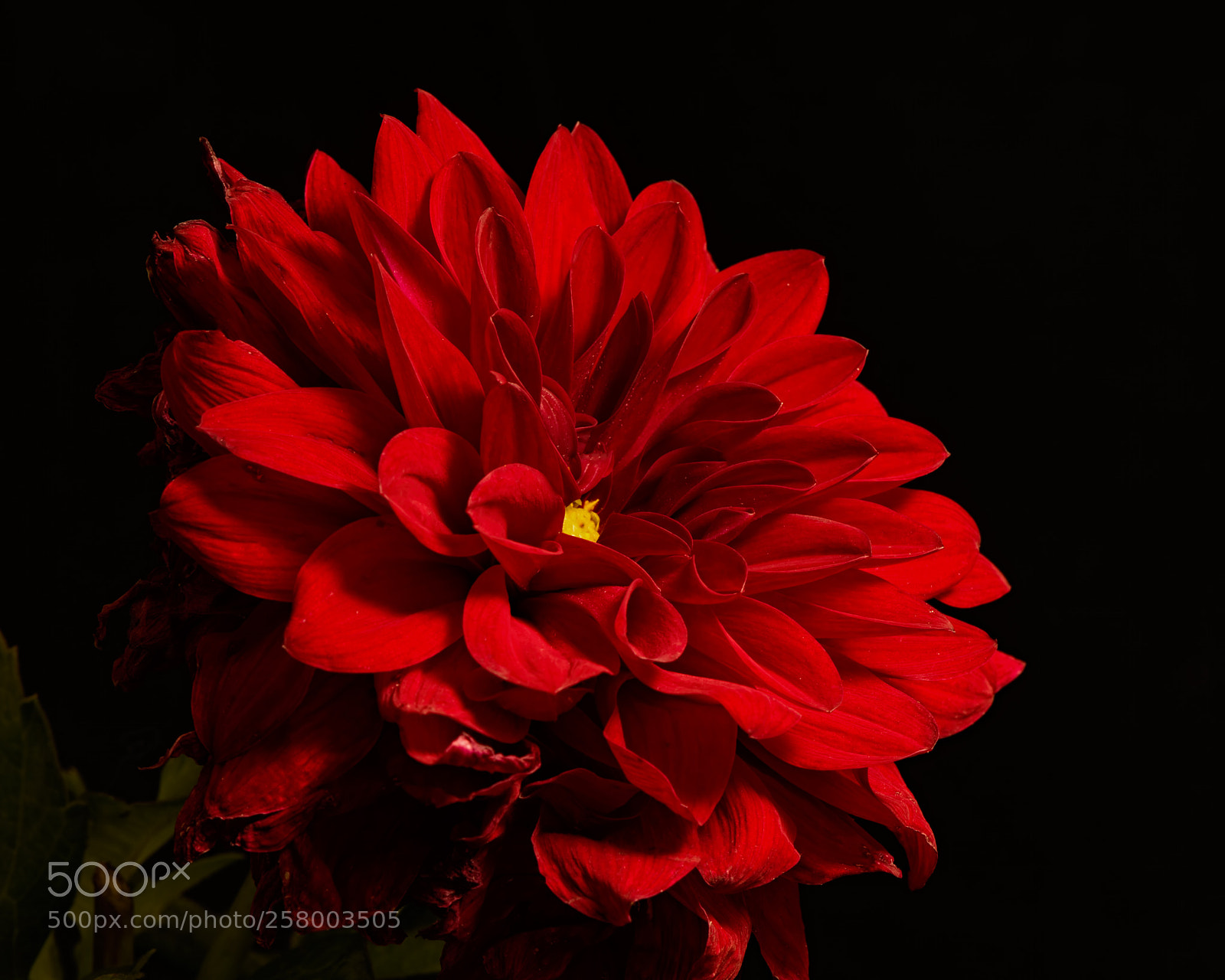 Nikon D810 sample photo. Red garden dahlia 0903 photography