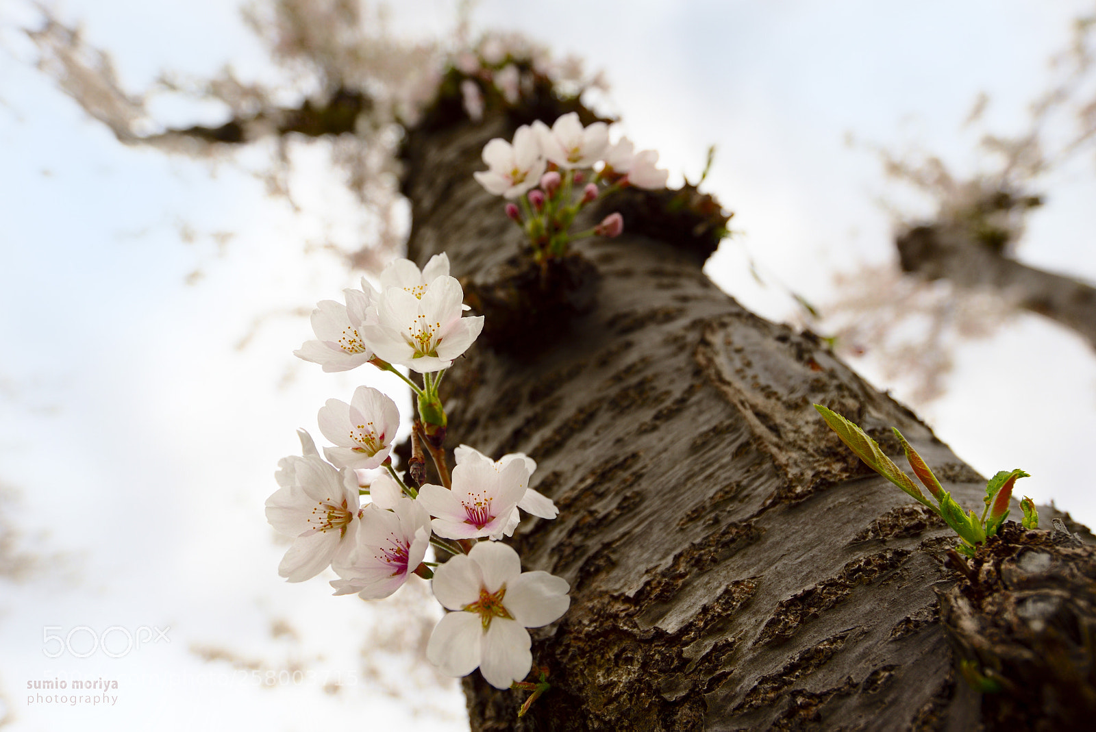 Nikon D750 sample photo. Sakura photography