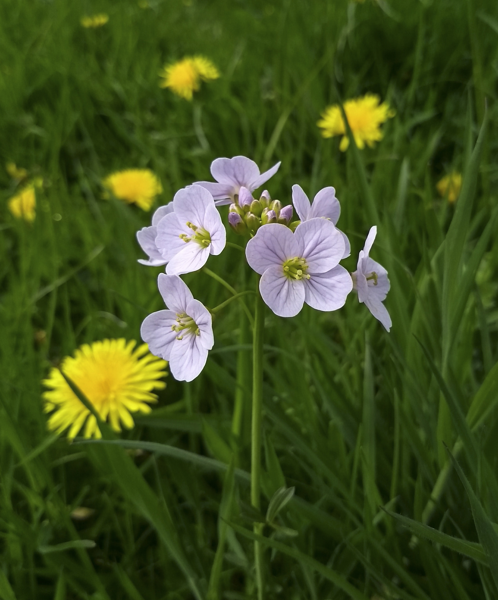 Motorola Moto G (5S) sample photo. Wild flowers photography