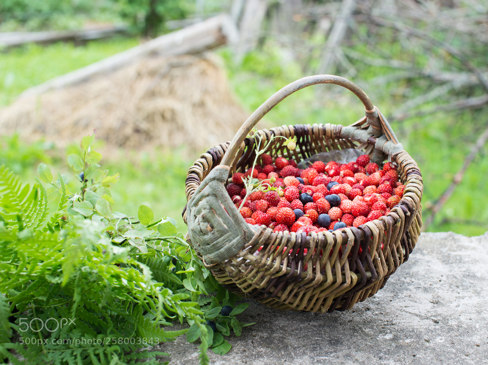 Nikon D800E sample photo. Wild strawberry photography