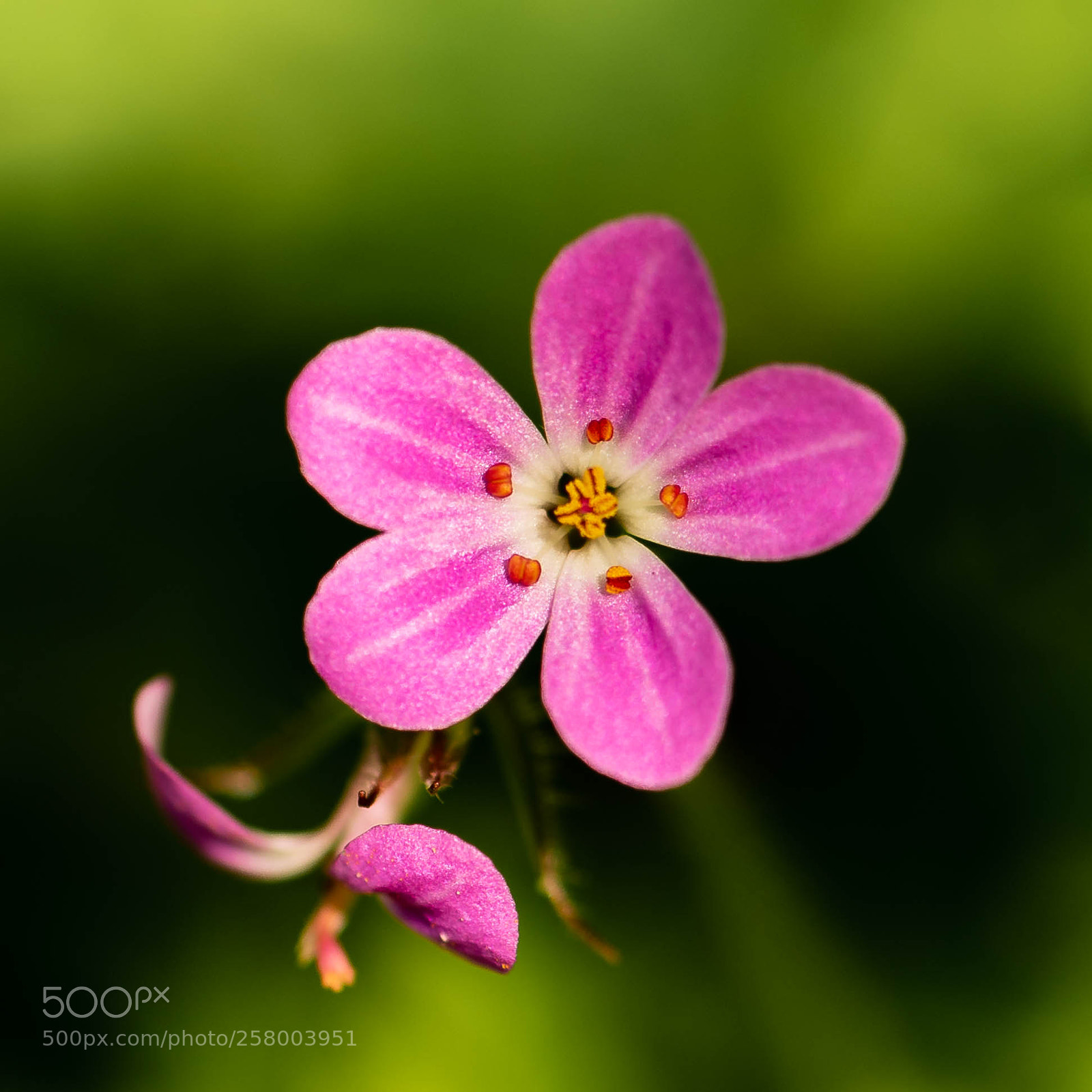 Nikon D750 sample photo. Herb robert photography