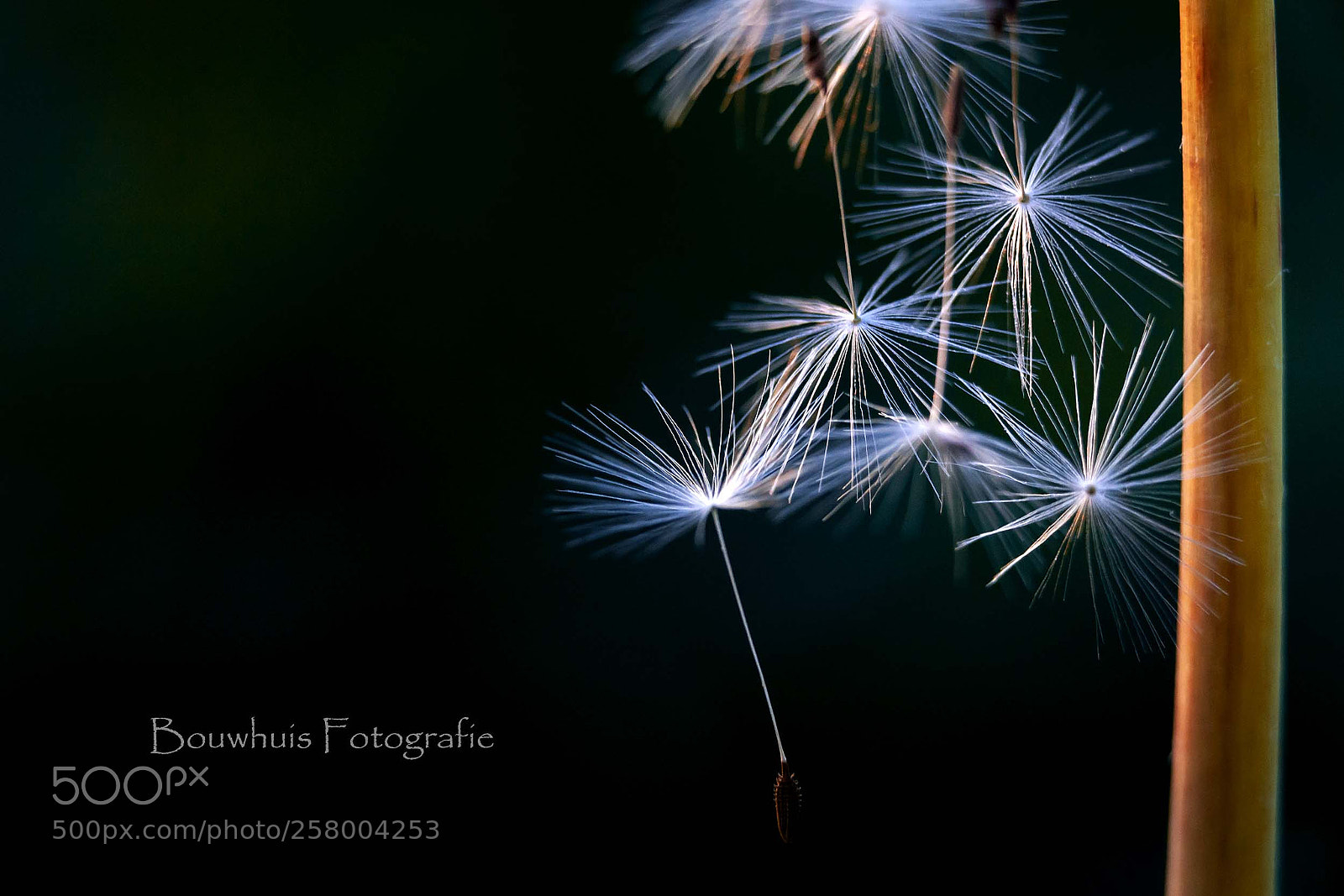 Canon EOS 5D Mark II sample photo. Falling down photography