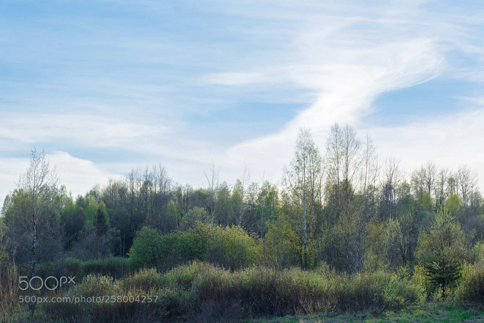 Nikon D7100 sample photo. Spring woodlot landscape in photography