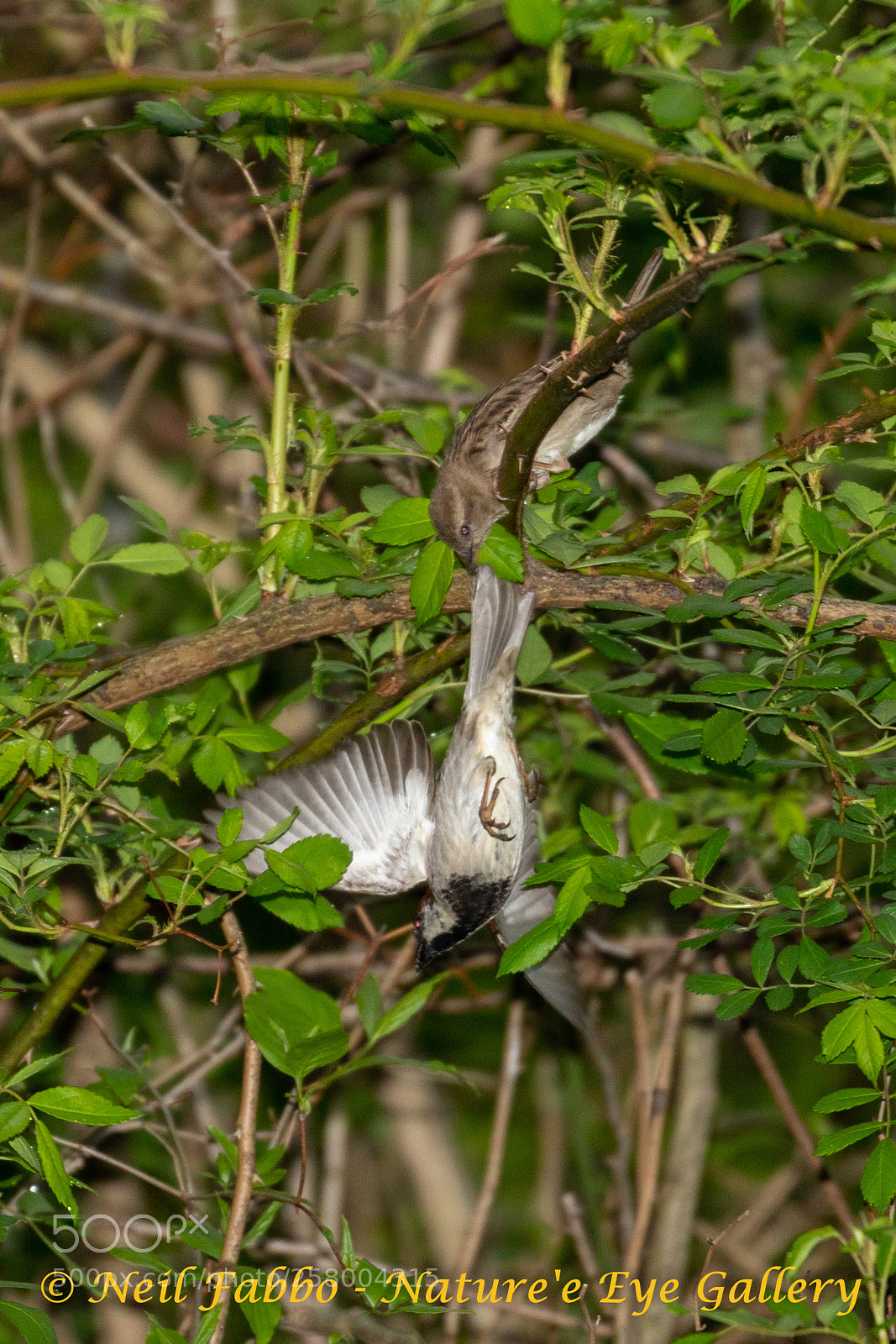 Canon EOS 5D Mark IV sample photo. Sparrow fight photography