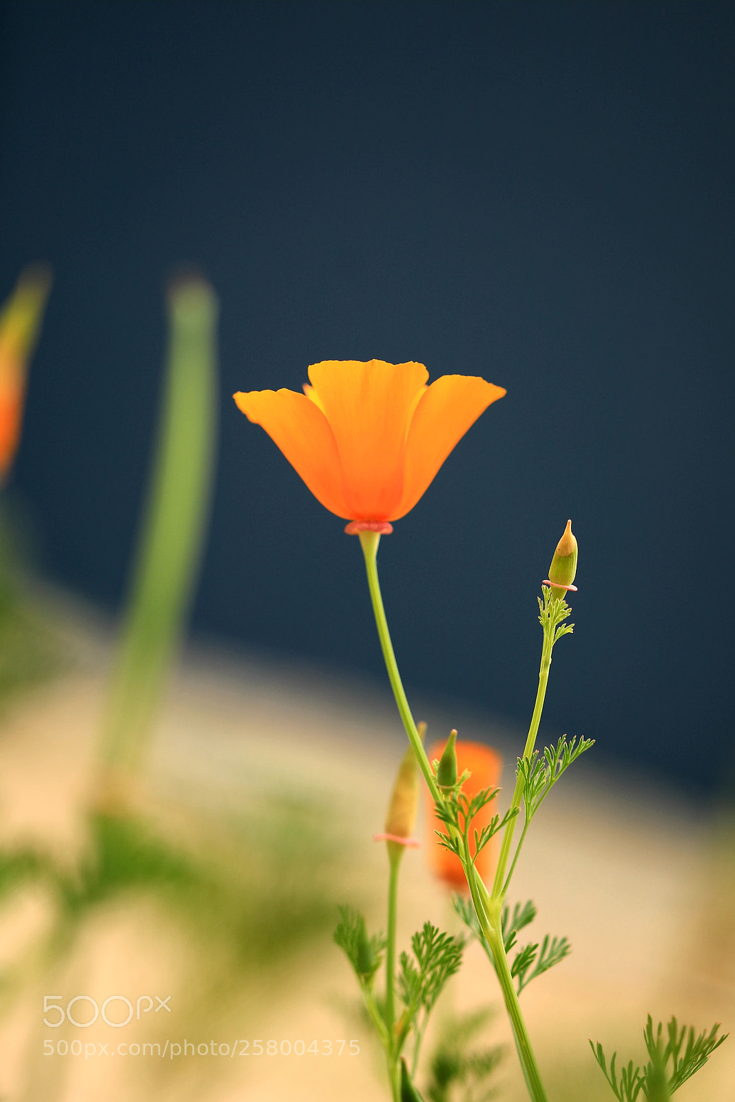 Canon EOS 5D Mark IV sample photo. California poppy photography