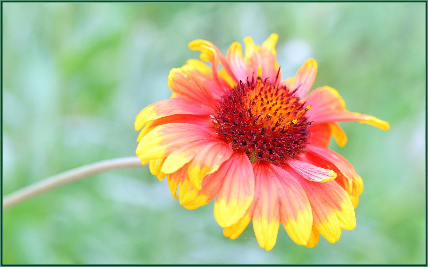 Sigma 105mm F2.8 EX DG OS HSM sample photo. Sun seeker photography