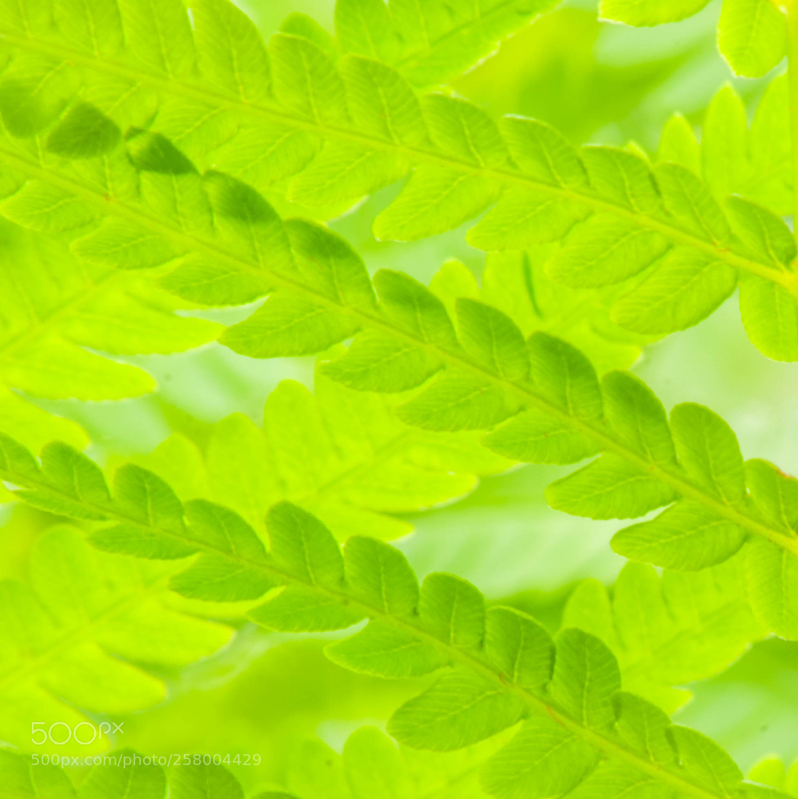 Nikon D200 sample photo. Green fern photography