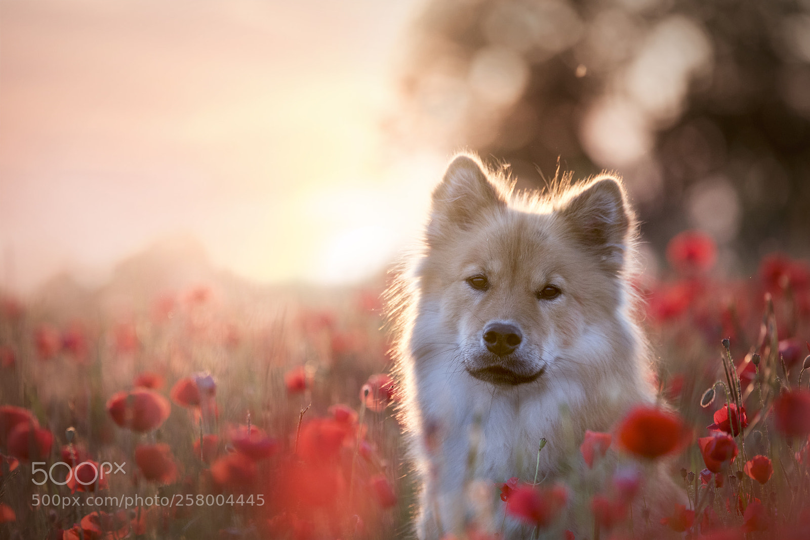 Nikon D750 sample photo. Coco <3 photography