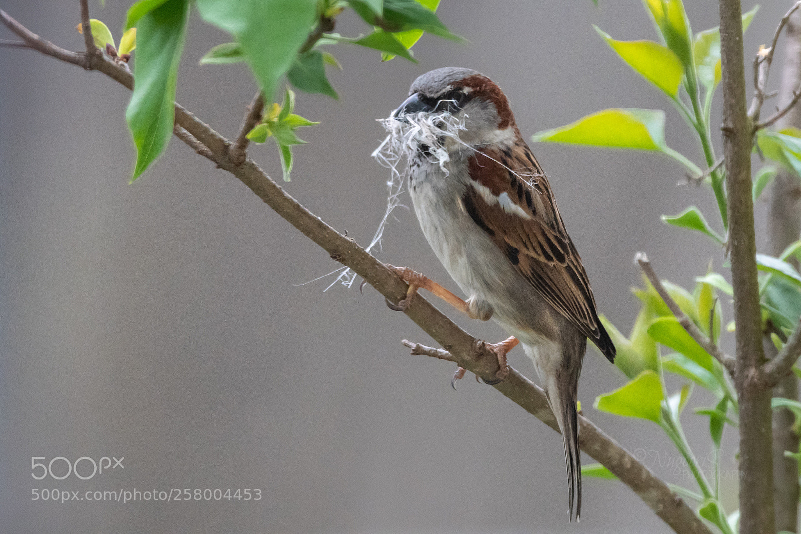 Nikon D500 sample photo. Sparrow collecting the material photography