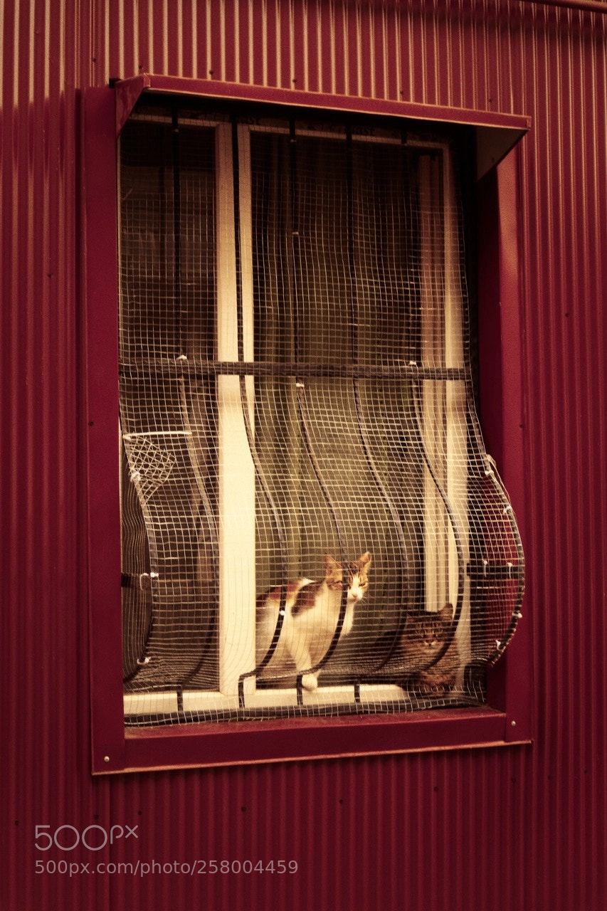 Sony Cyber-shot DSC-RX100 III sample photo. Cats in the window. photography