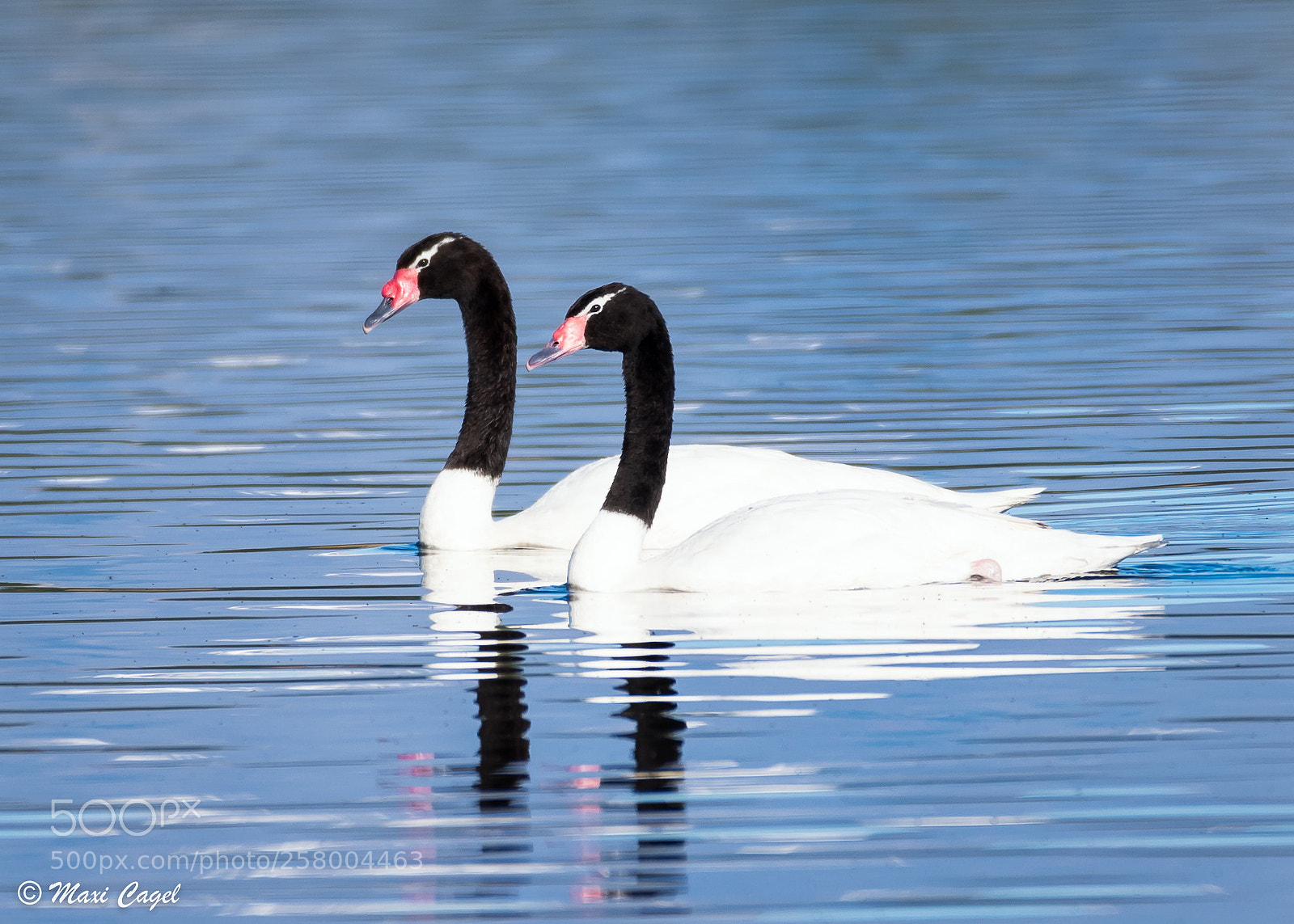 Nikon D500 sample photo. Together photography